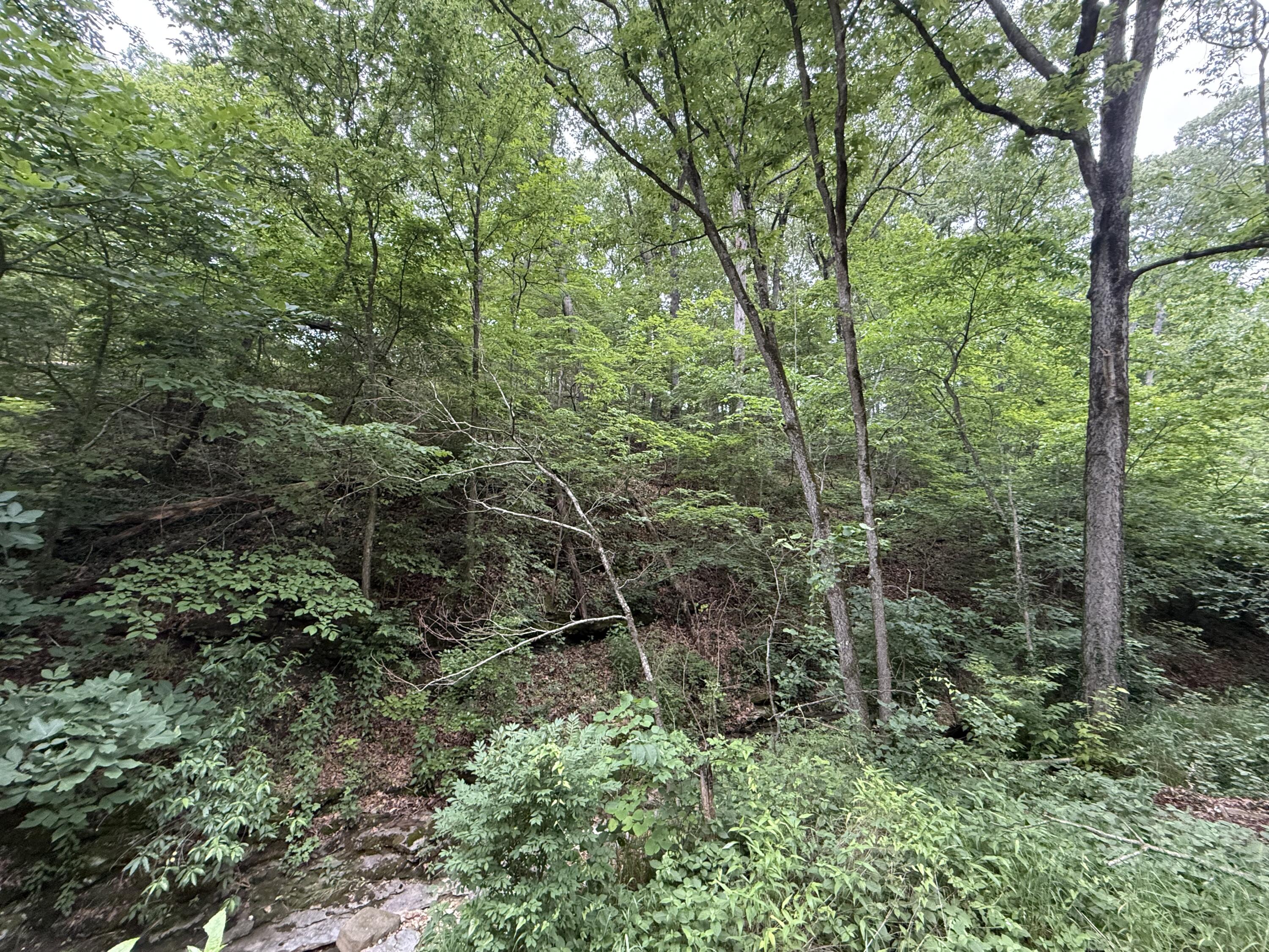 Photo 4 - Land for sale – Tbd  State Highway Dd   Seligman, MO