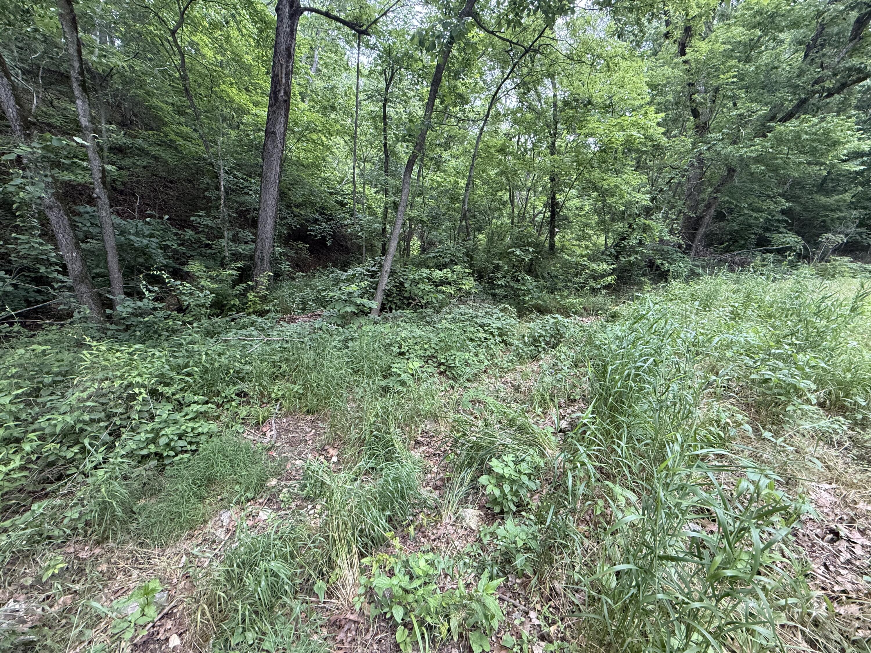 Photo 2 - Land for sale – Tbd  State Highway Dd   Seligman, MO