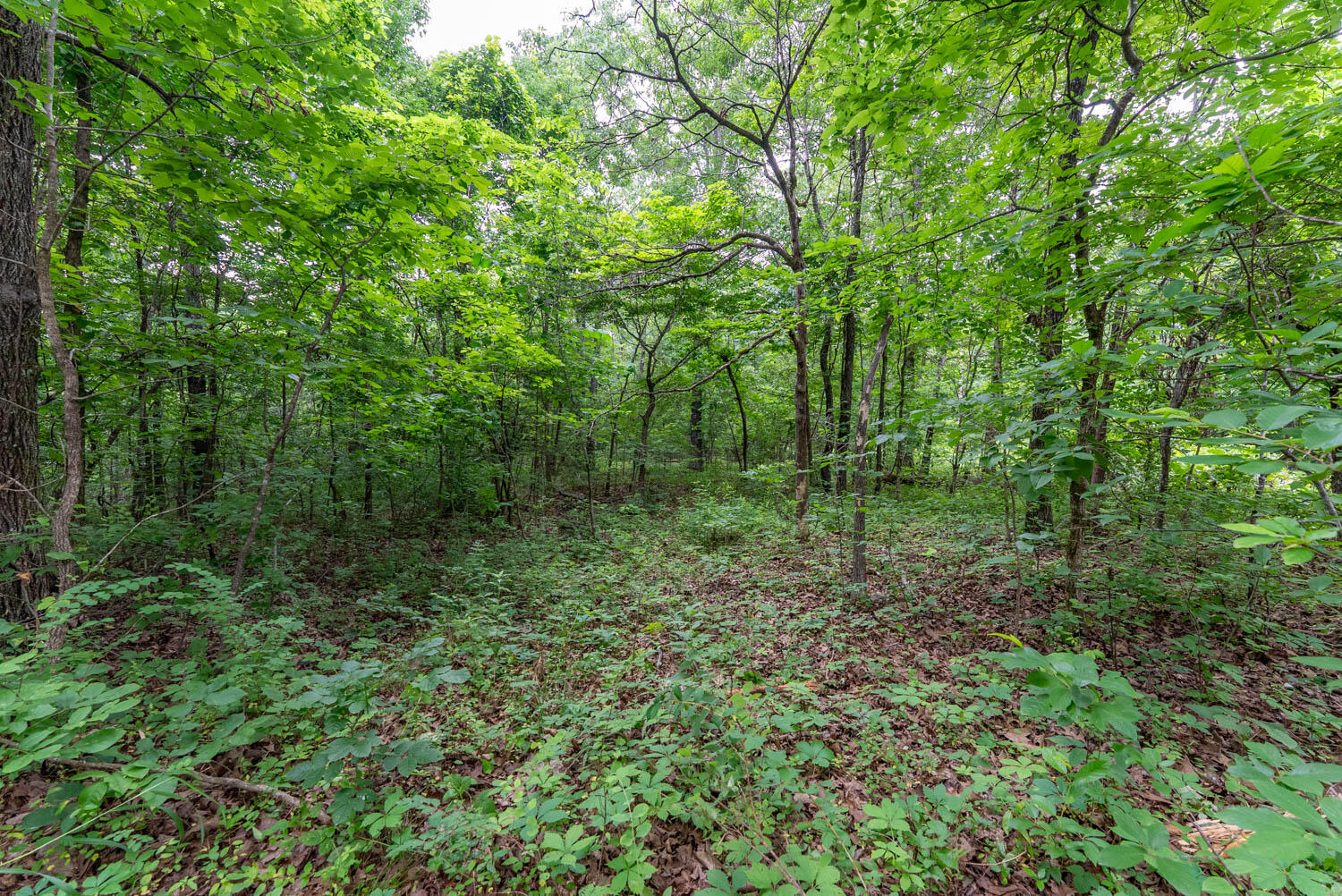 Photo 12 - Land for sale – Tbd  Rainbow Valley Trail   Mammoth Spring, AR