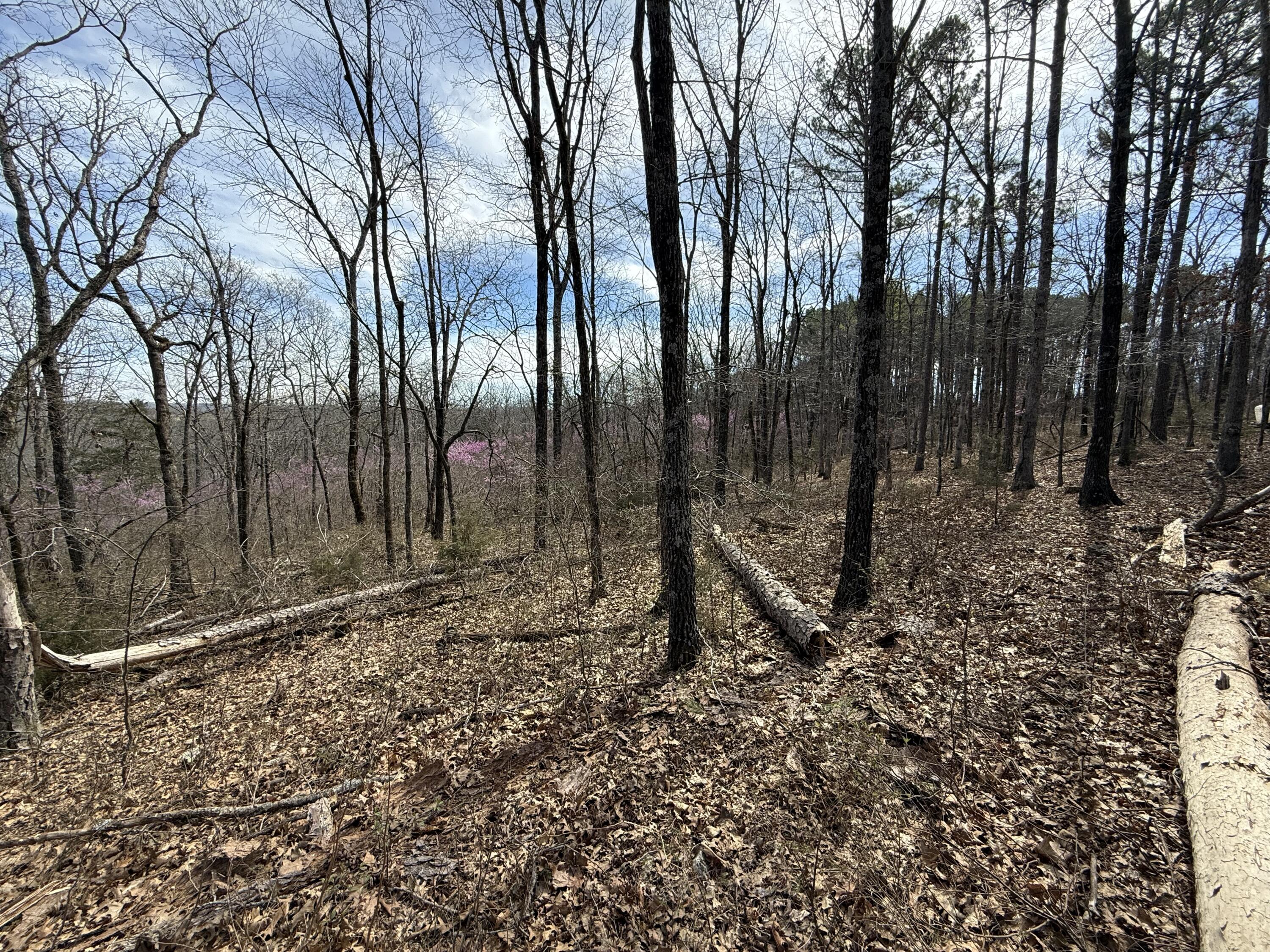 Photo 8 - Land for sale – 000 N State Highway 125   Bradleyville, MO