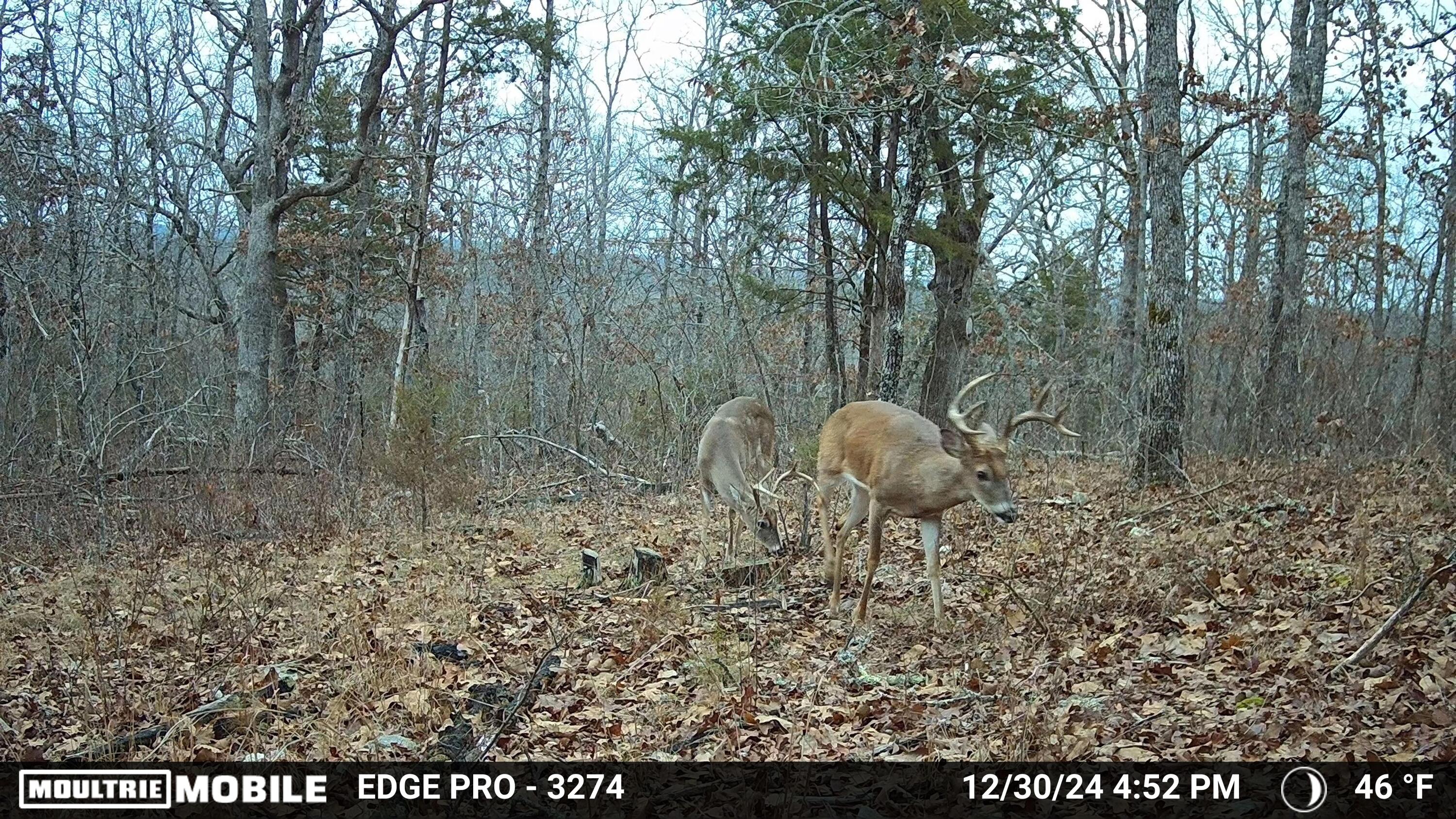 Photo 2 - Land for sale – 000 N State Highway 125   Bradleyville, MO