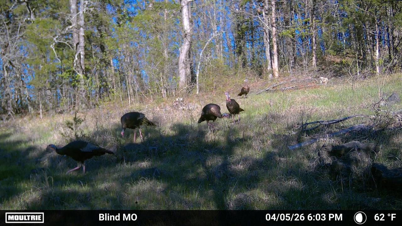 Photo 3 - Land for sale – 000 N State Highway 125   Bradleyville, MO