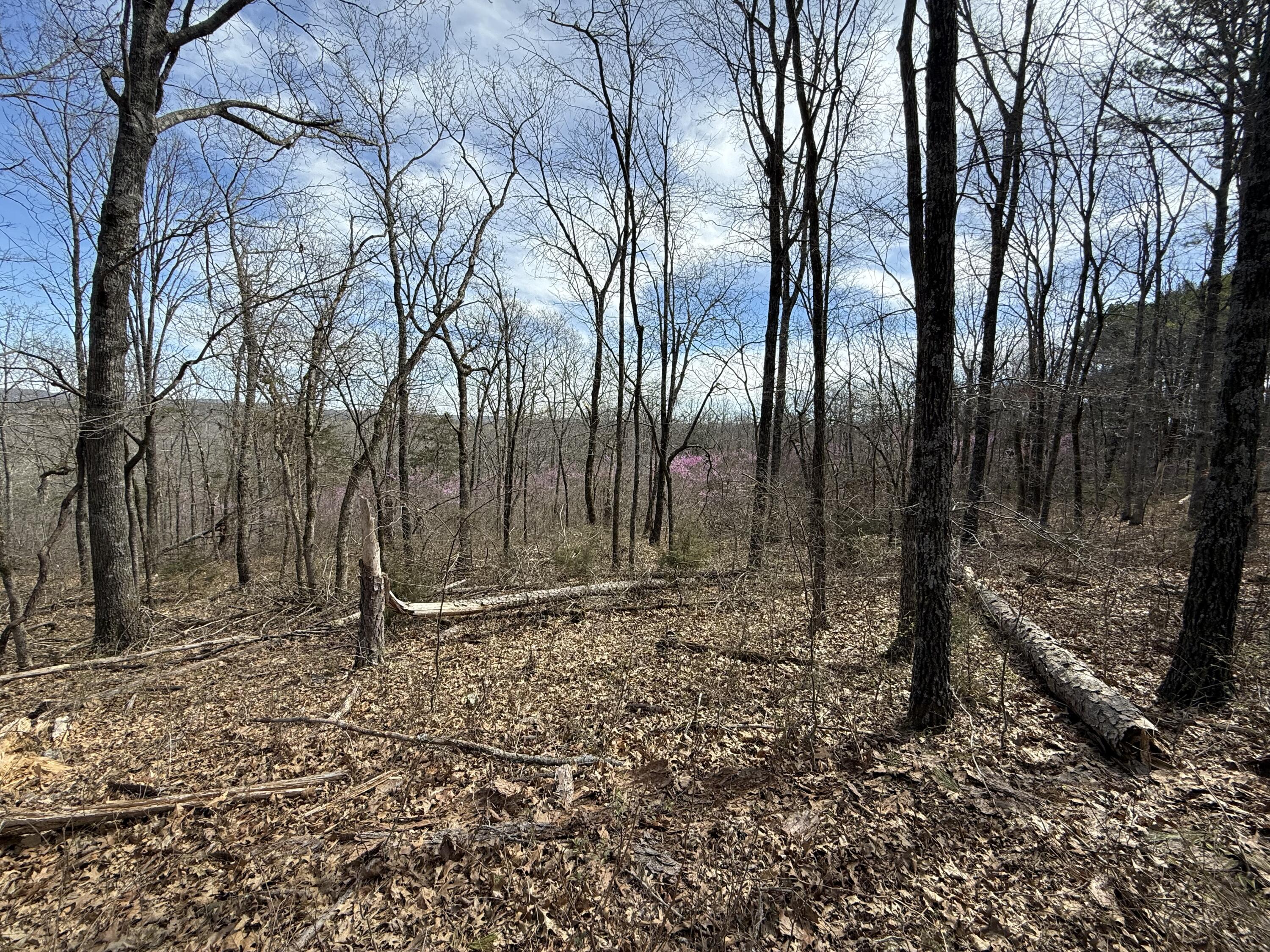Photo 9 - Land for sale – 000 N State Highway 125   Bradleyville, MO