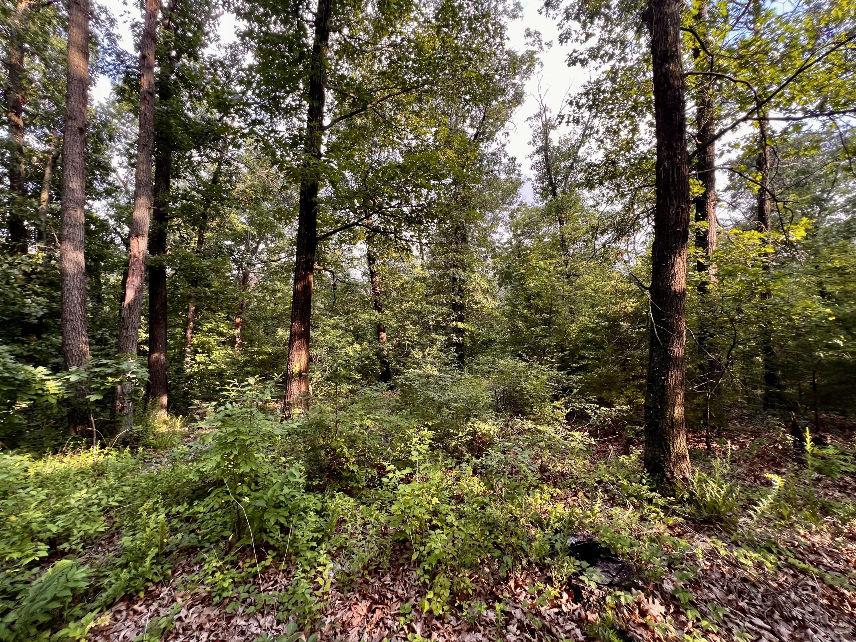 Photo 13 - Land for sale – 8879  County Lane 87   Carthage, MO