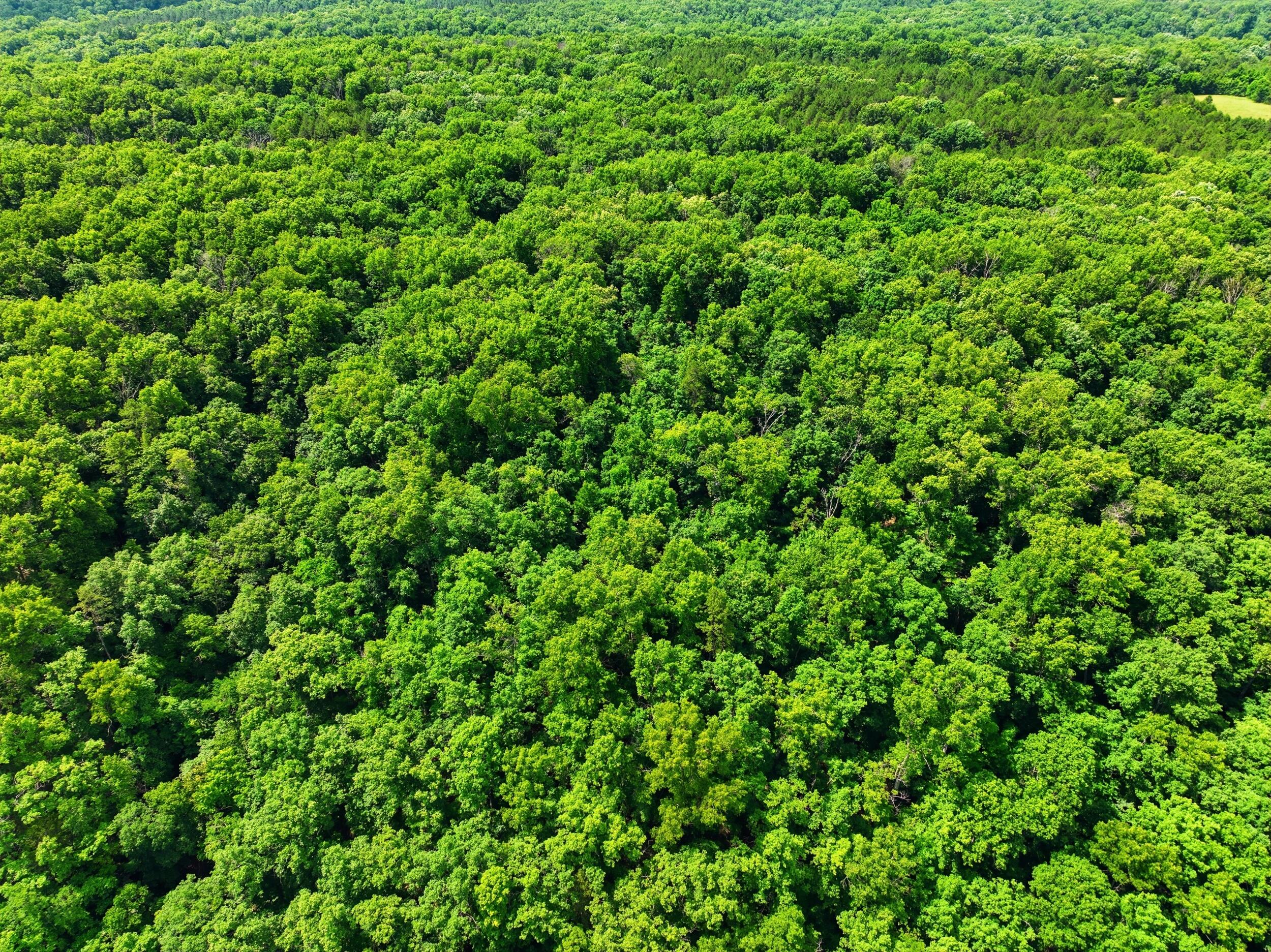 Photo 11 - Land for sale – 000  Barn Hollow Drive   Mountain View, MO