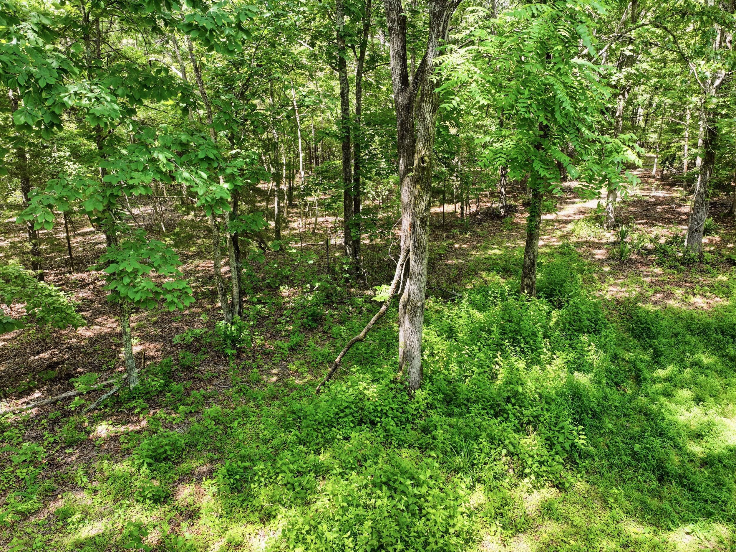 Photo 4 - Land for sale – 000  Barn Hollow Drive   Mountain View, MO