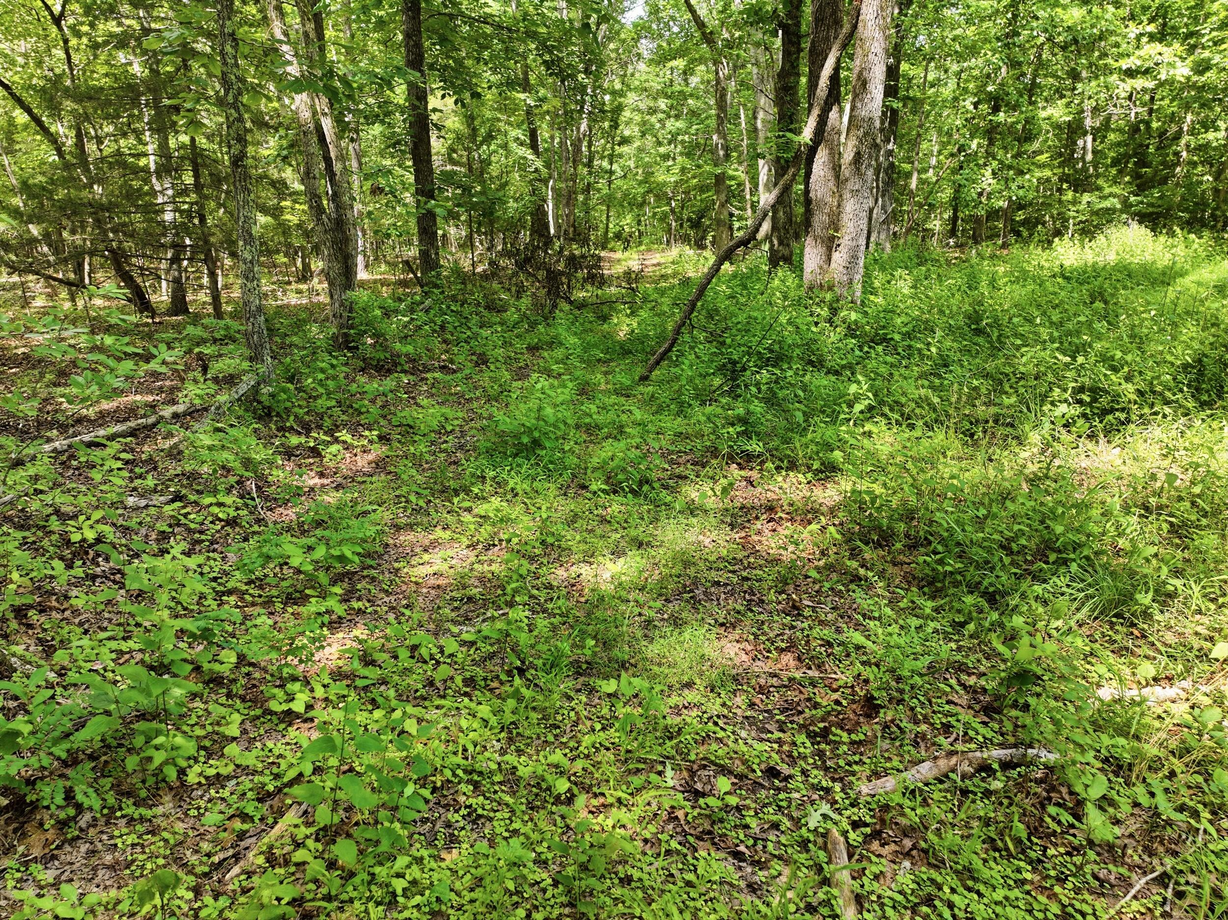 Photo 15 - Land for sale – 000  Barn Hollow Drive   Mountain View, MO