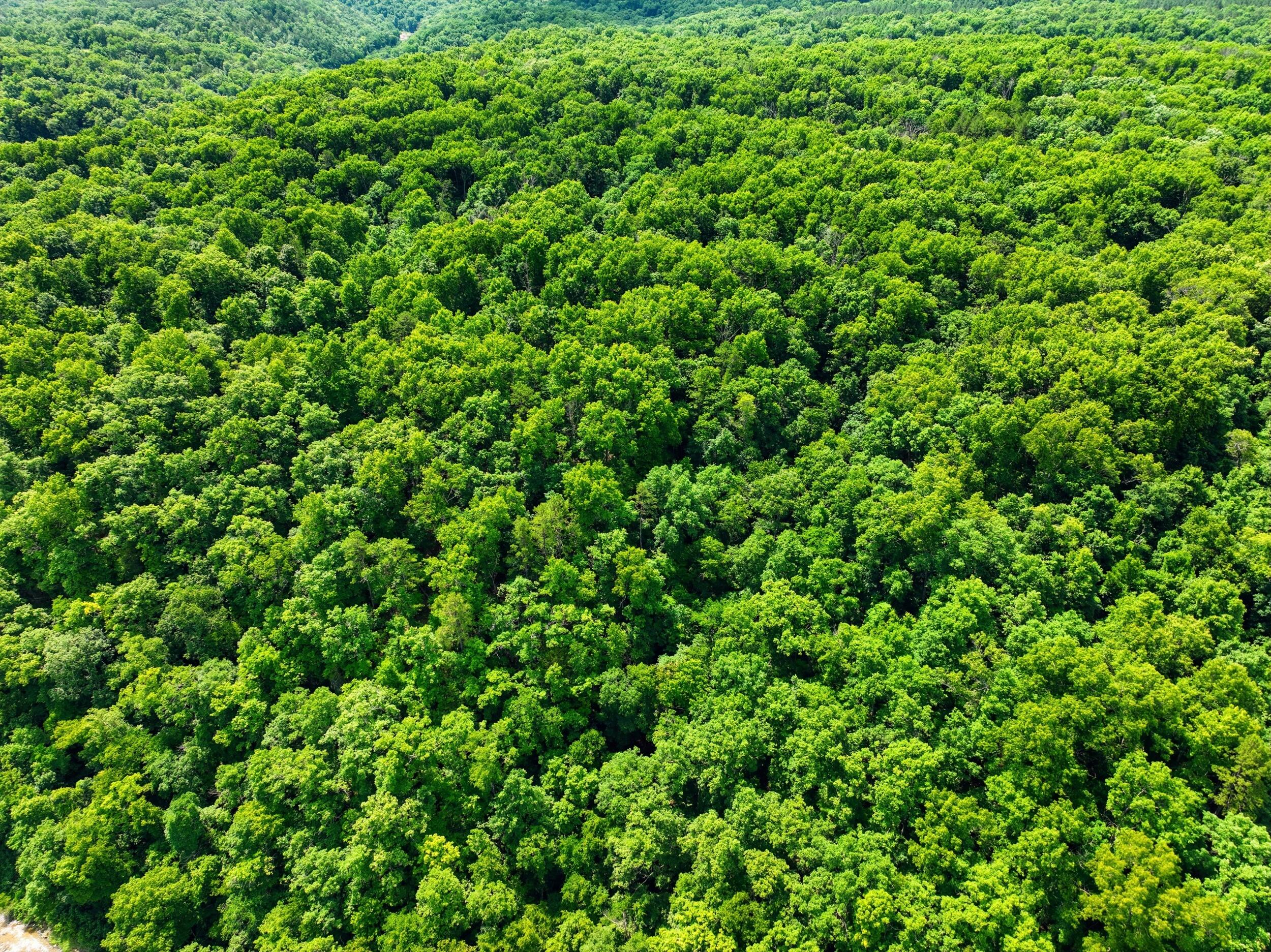Photo 10 - Land for sale – 000  Barn Hollow Drive   Mountain View, MO
