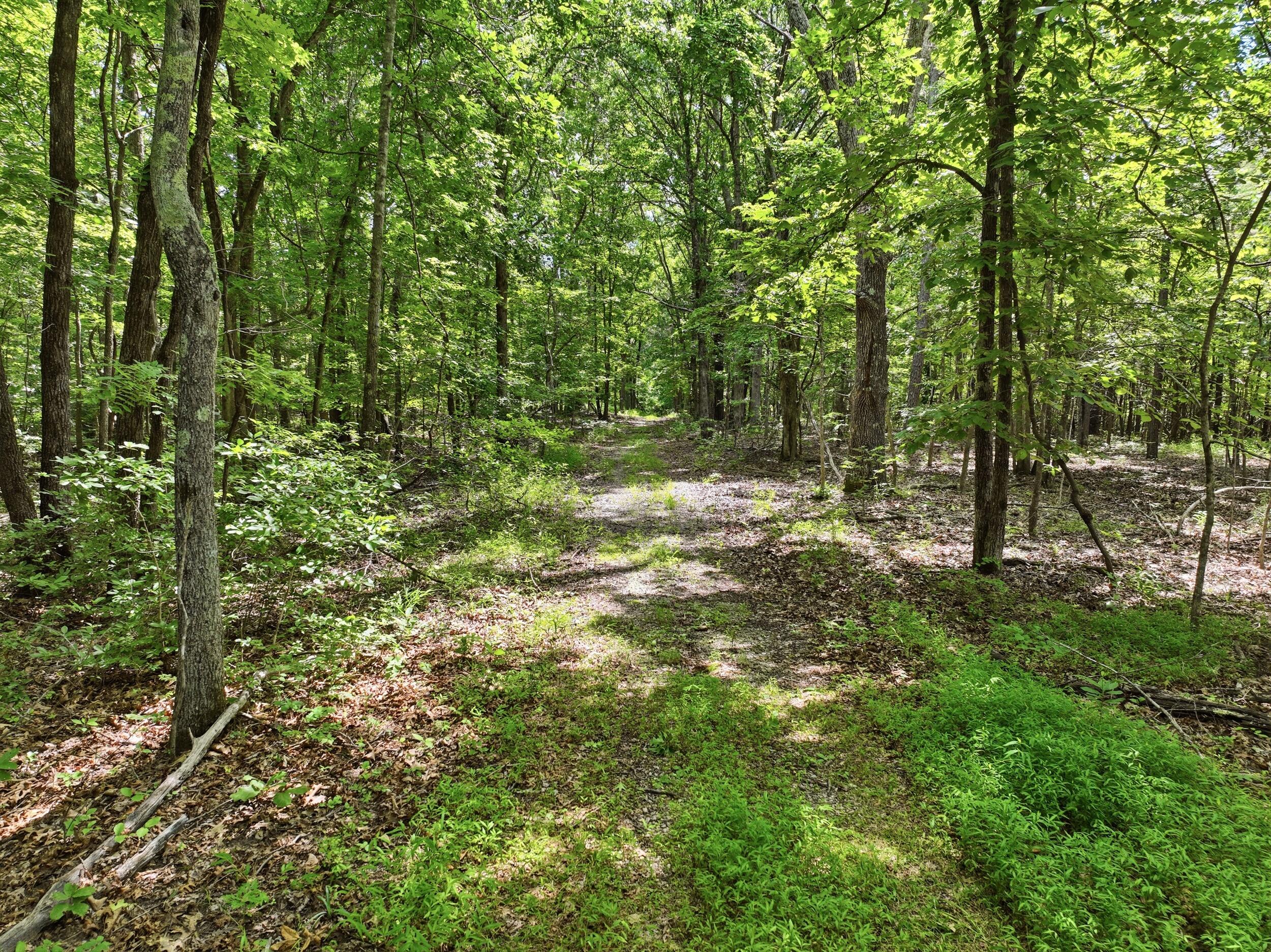 Photo 17 - Land for sale – 000  Barn Hollow Drive   Mountain View, MO