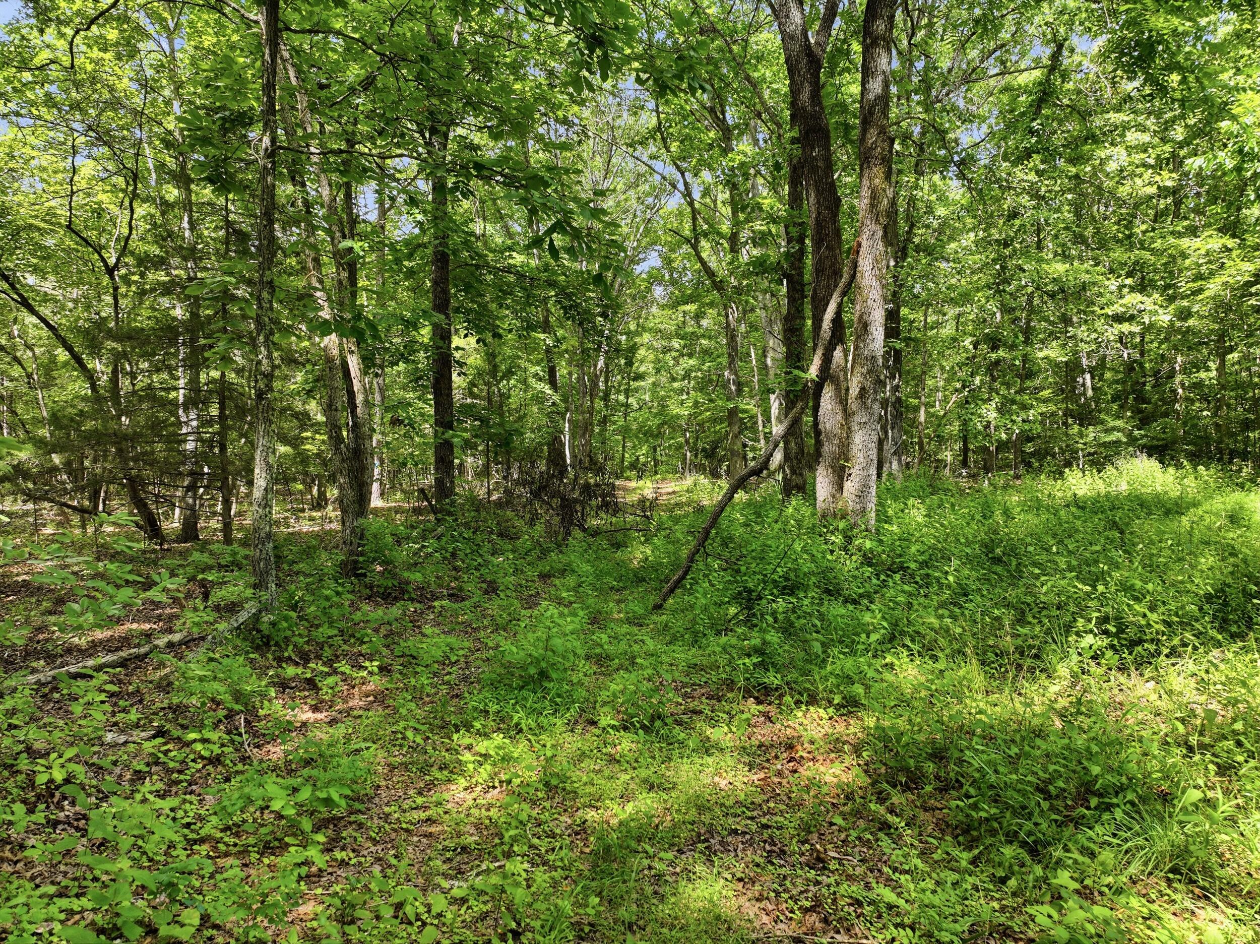 Photo 16 - Land for sale – 000  Barn Hollow Drive   Mountain View, MO