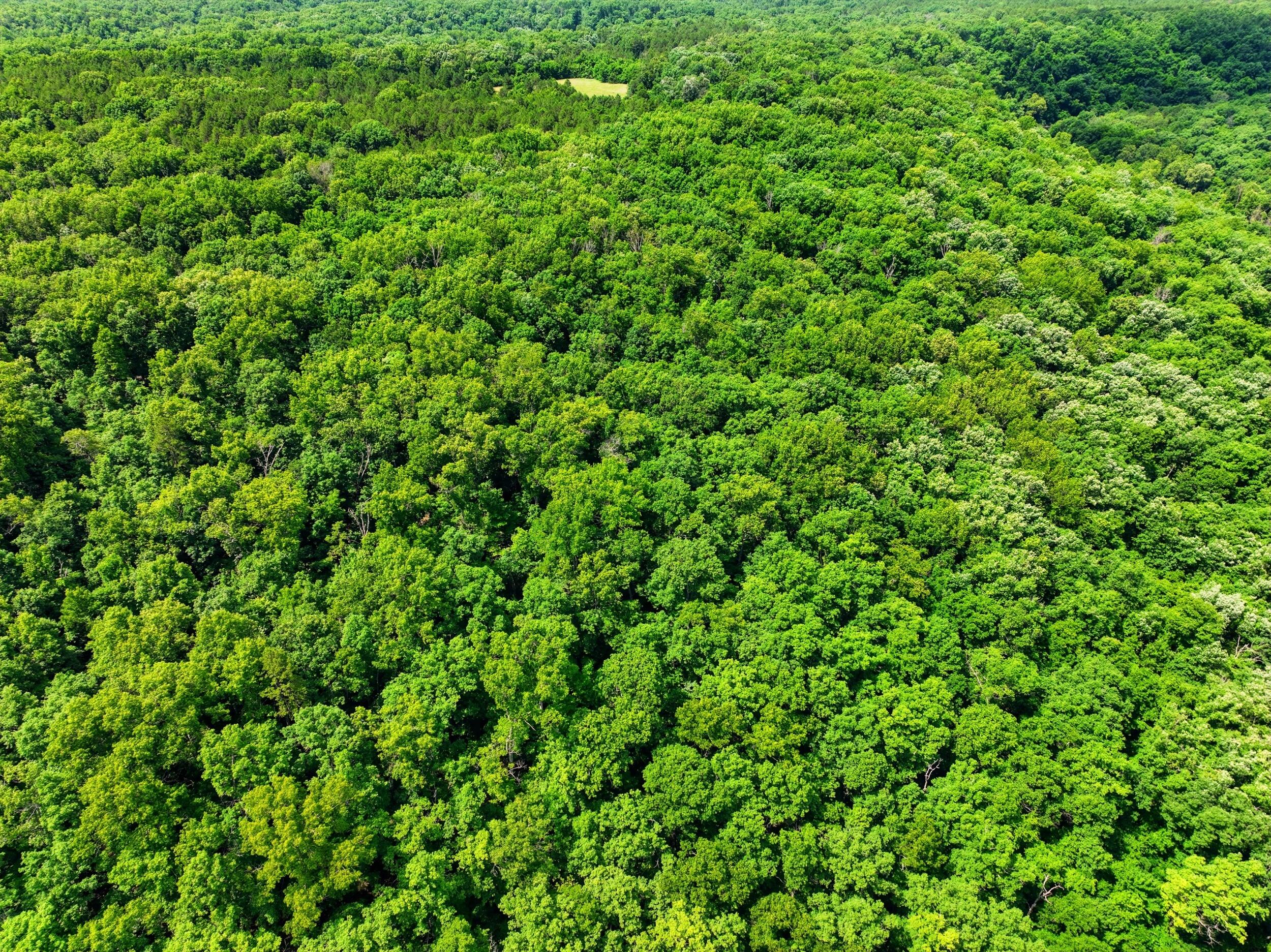 Photo 12 - Land for sale – 000  Barn Hollow Drive   Mountain View, MO