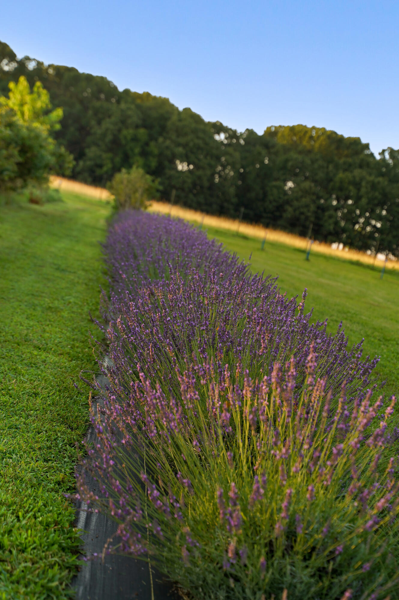 Photo 51 - Residential for sale – 5313 S Farm Road 241   Rogersville, MO