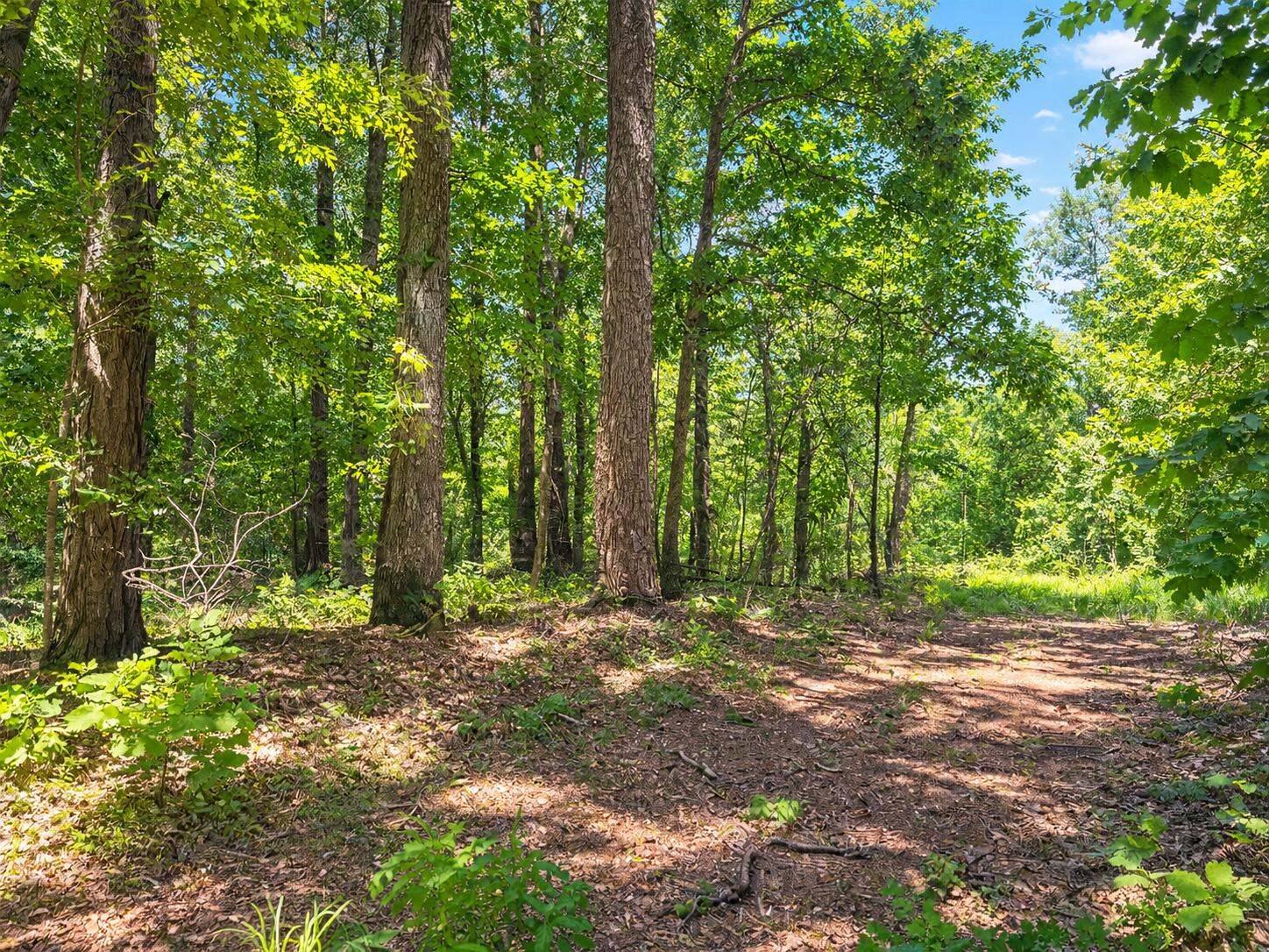 Photo 12 - Farm for sale – 1029  Bear Hollow Road  Pineville, MO