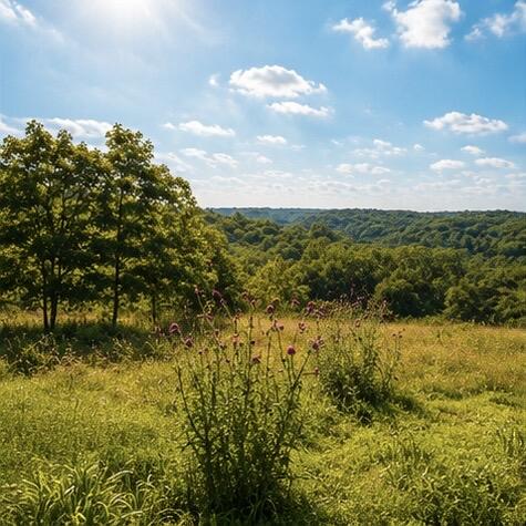 Photo 5 - Farm for sale – 1029  Bear Hollow Road  Pineville, MO