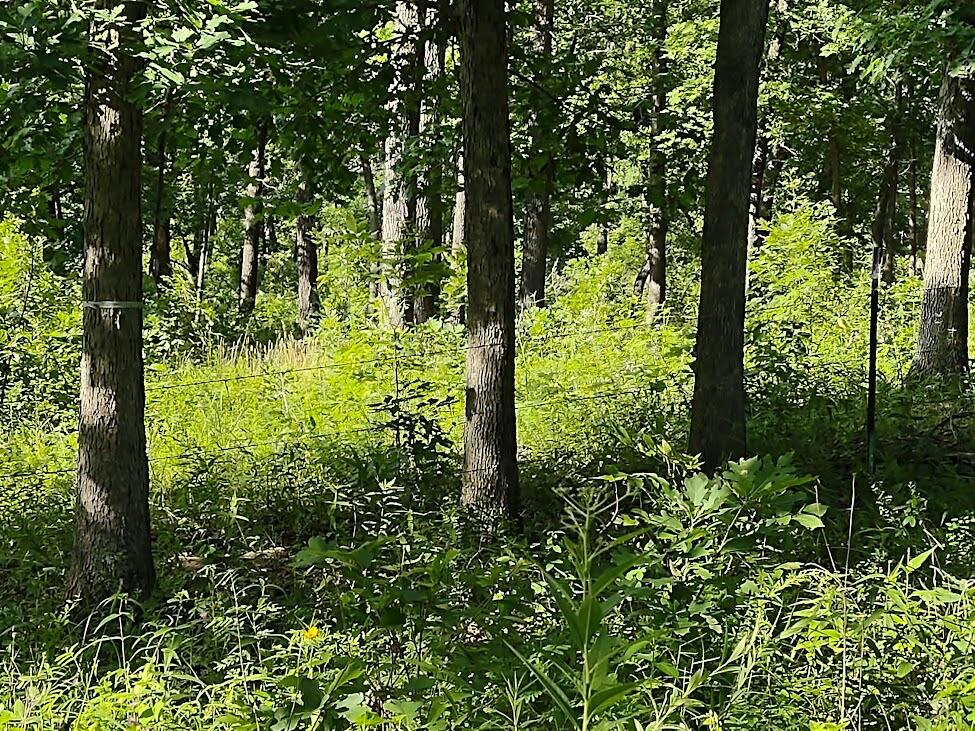 Photo 3 - Land for sale – 36501  Mohave Drive  Eldridge, MO