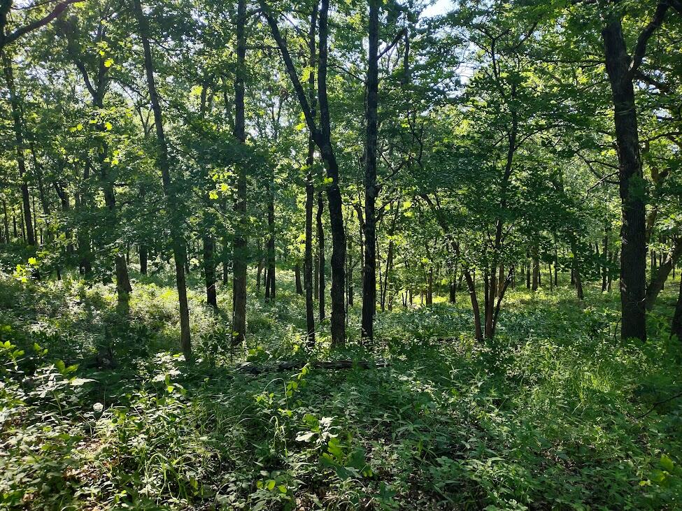 Photo 4 - Land for sale – 36501  Mohave Drive  Eldridge, MO