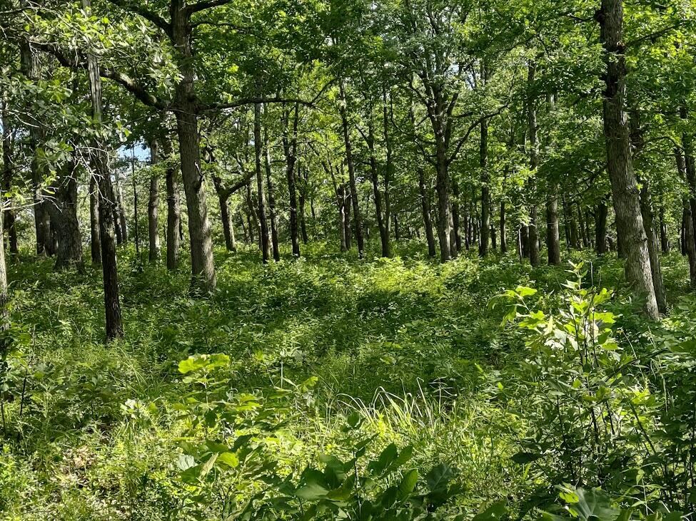Land for sale – 36501 Mohave Drive Eldridge, MO