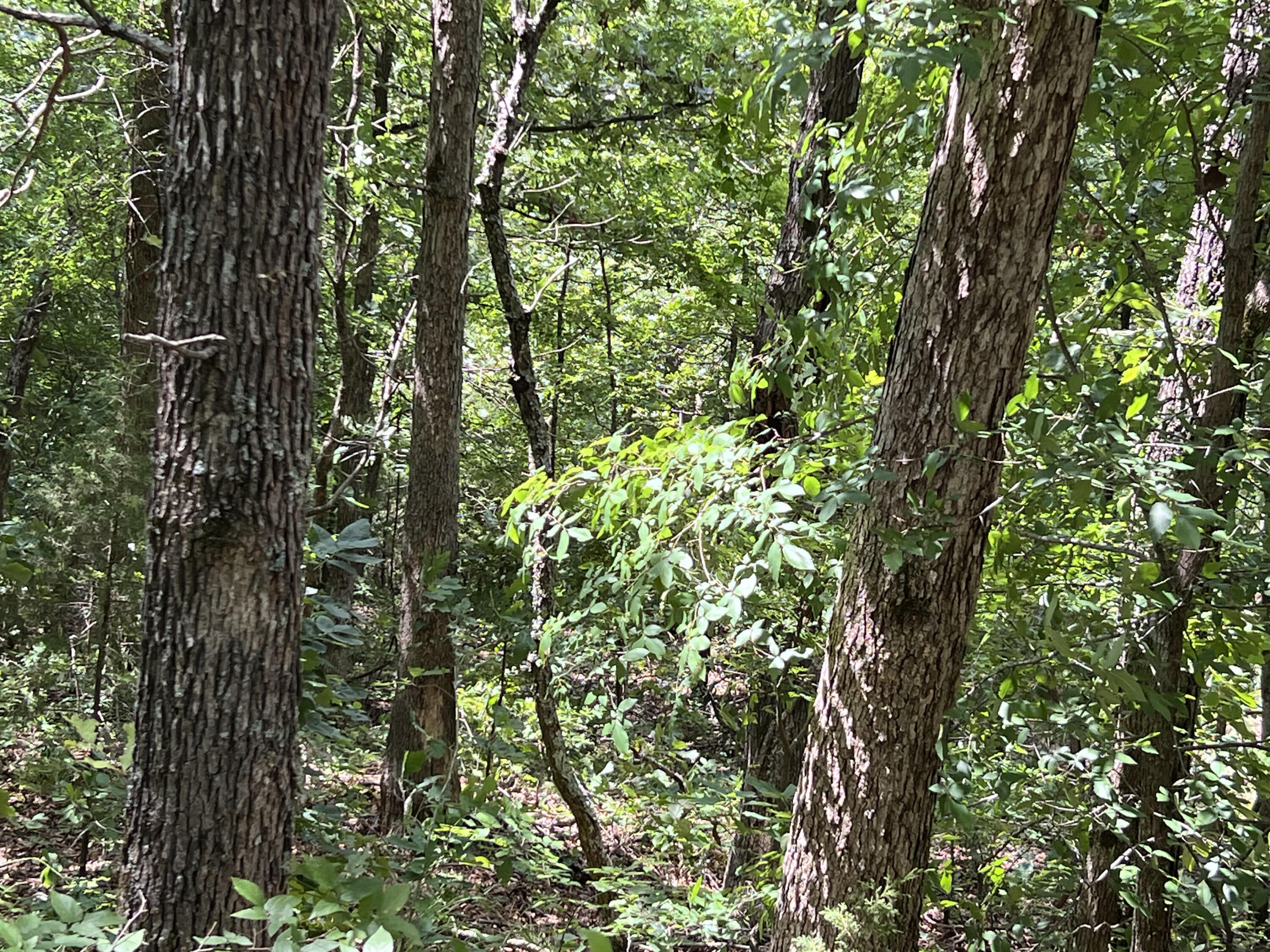 Photo 3 - Land for sale – 000  Pr Off Ridge Haven   Mammoth Spring, AR