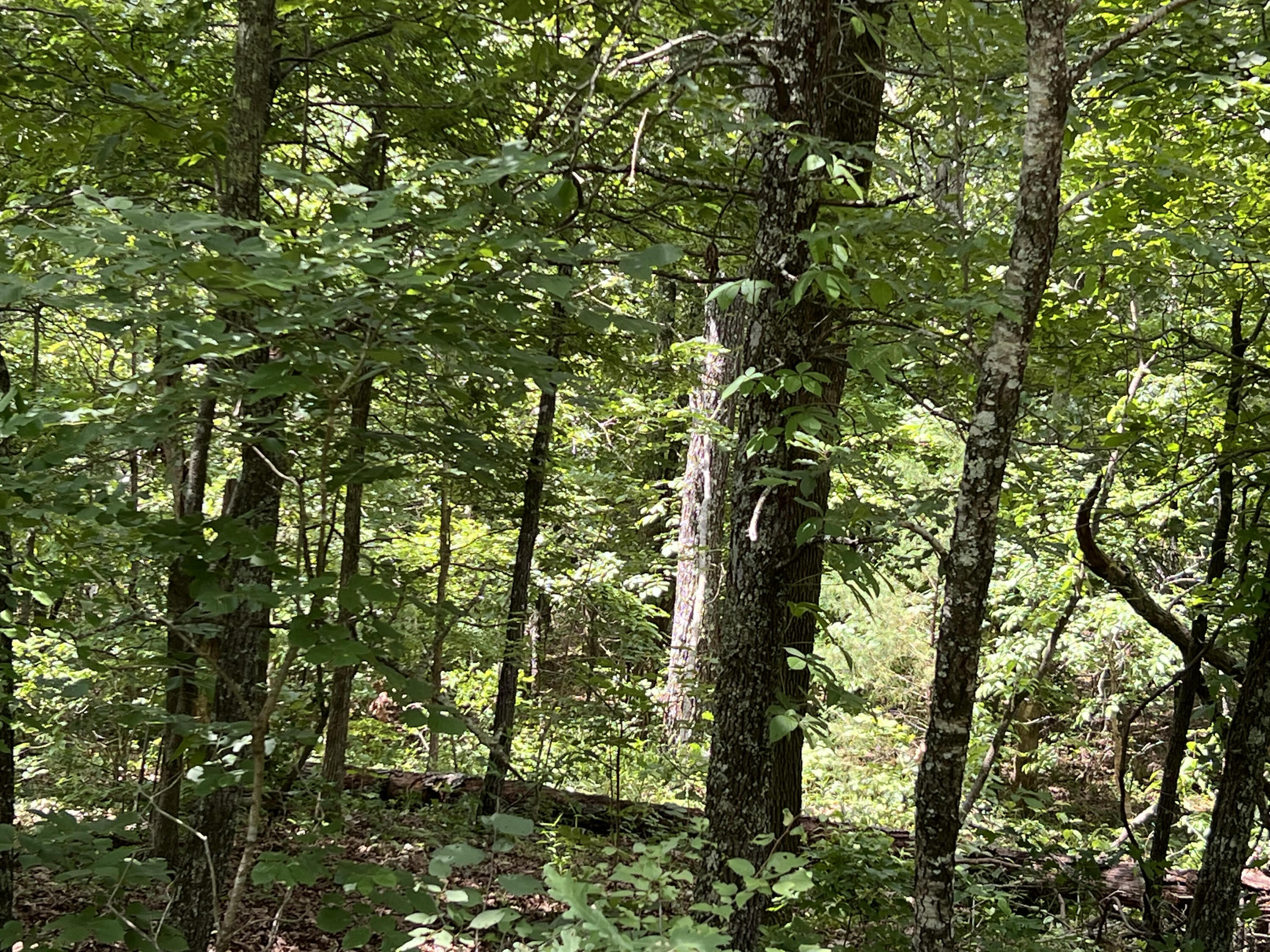 Photo 2 - Land for sale – 000  Pr Off Ridge Haven   Mammoth Spring, AR