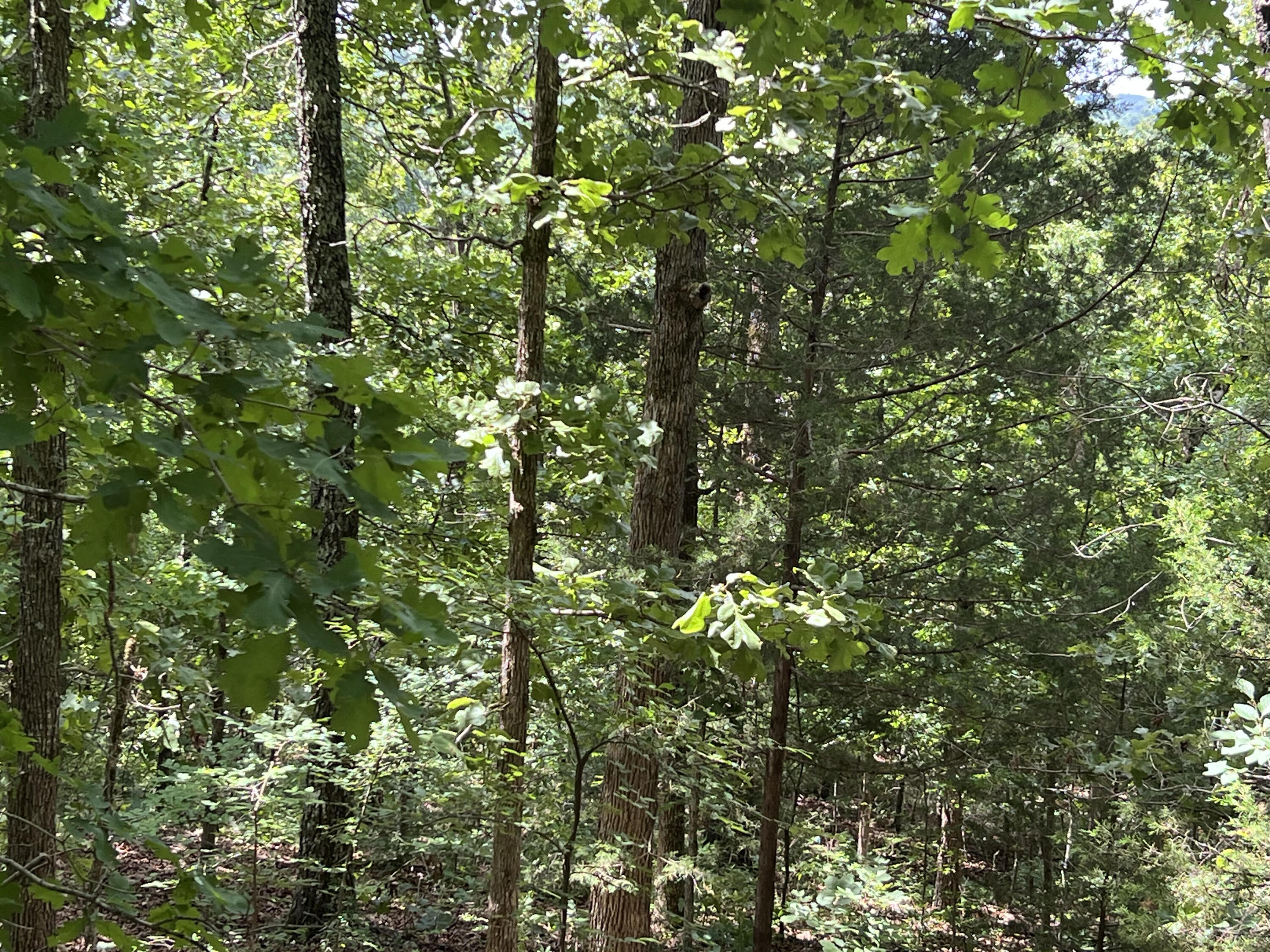 Photo 4 - Land for sale – 000  Pr Off Ridge Haven   Mammoth Spring, AR