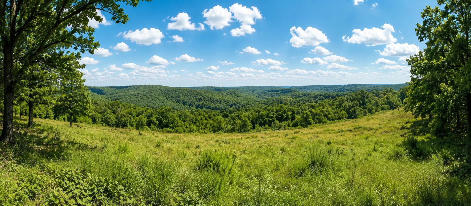 Photo 8 - Land for sale – 1029  Bear Hollow Road  Pineville, MO