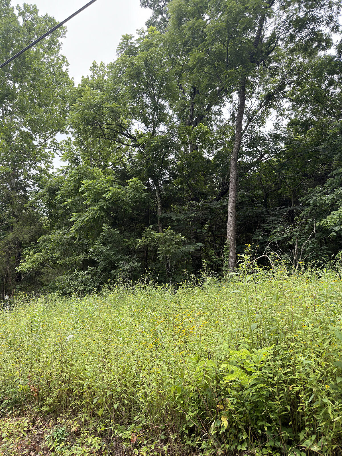 Photo 3 - Land for sale – Lot 219  Big Creek Road  Shell Knob, MO