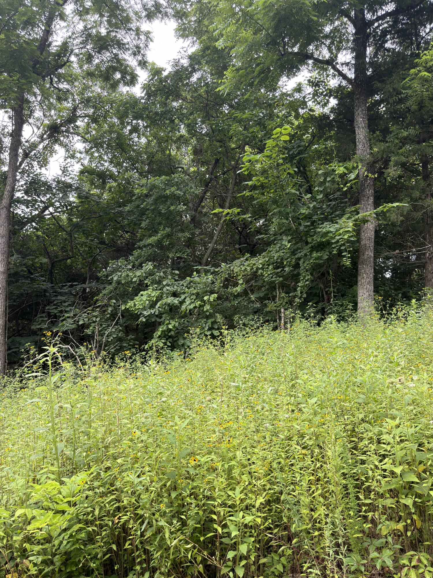Land for sale – Lot 219  Big Creek Road  Shell Knob, MO