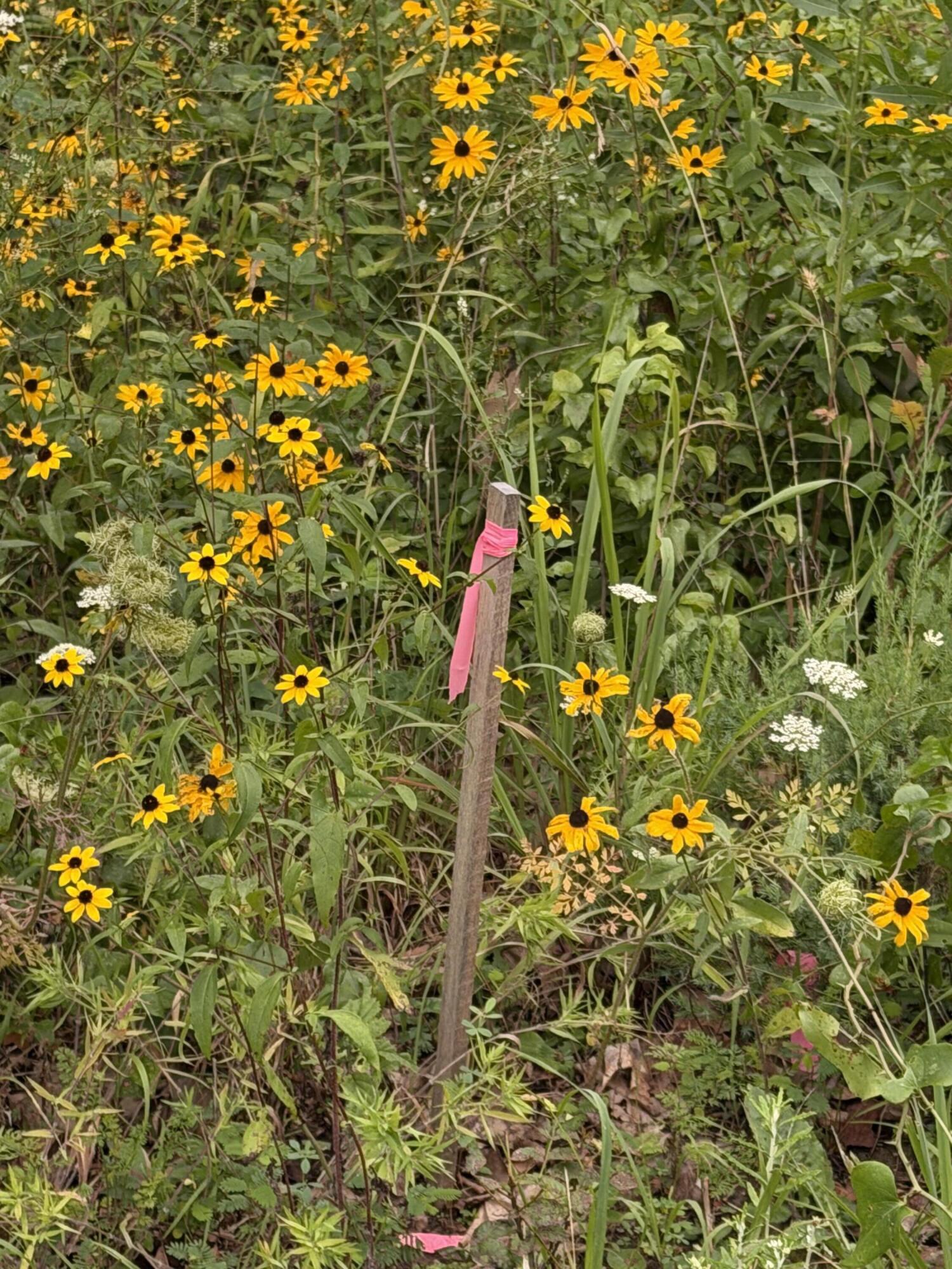 Photo 2 - Land for sale – Lot 219  Big Creek Road  Shell Knob, MO