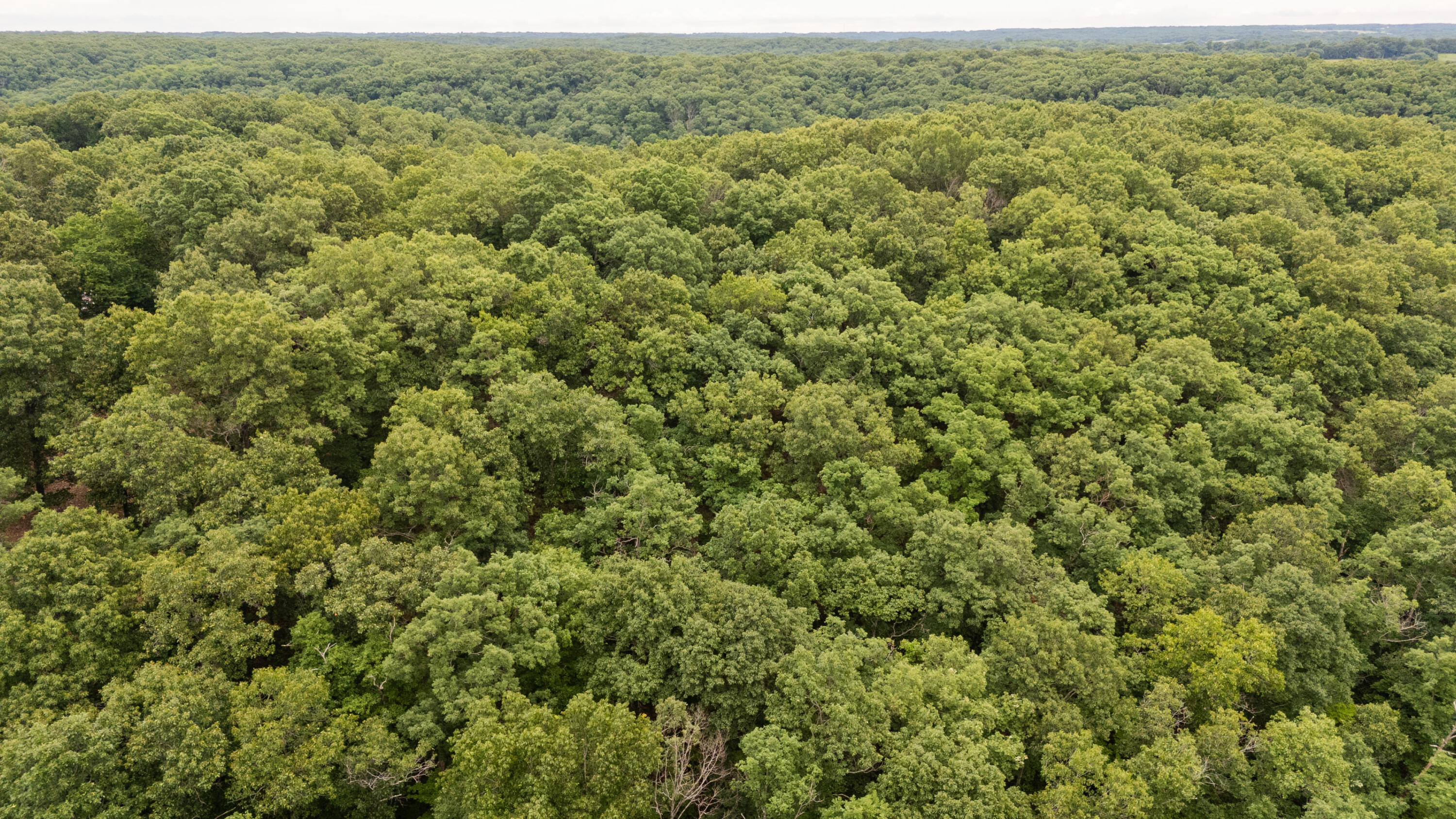 Photo 24 - Land for sale – 000  Misty Springs Rd Lot 16   Galena, MO