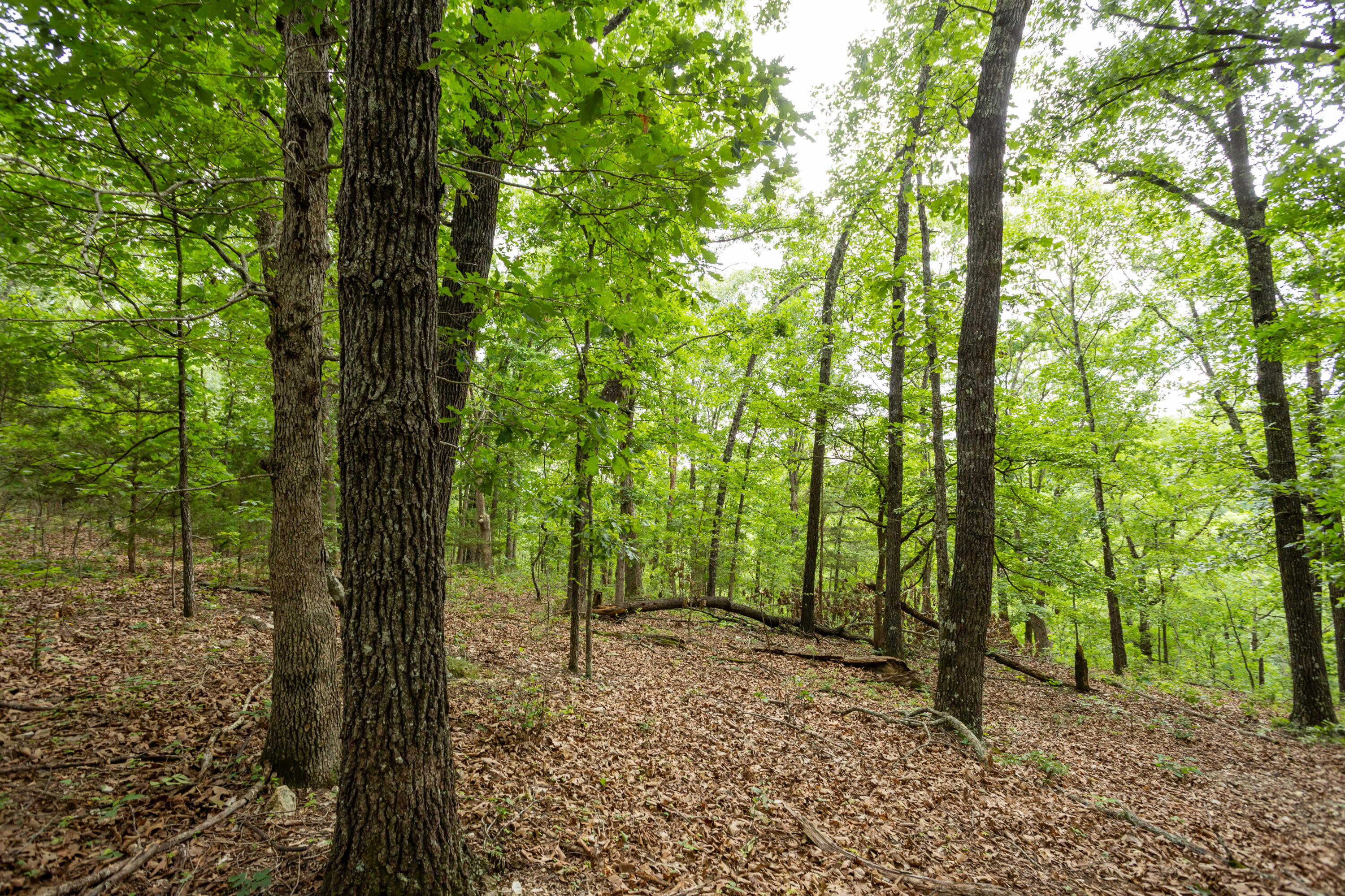 Photo 37 - Land for sale – 000  Misty Springs Rd Lot 16   Galena, MO