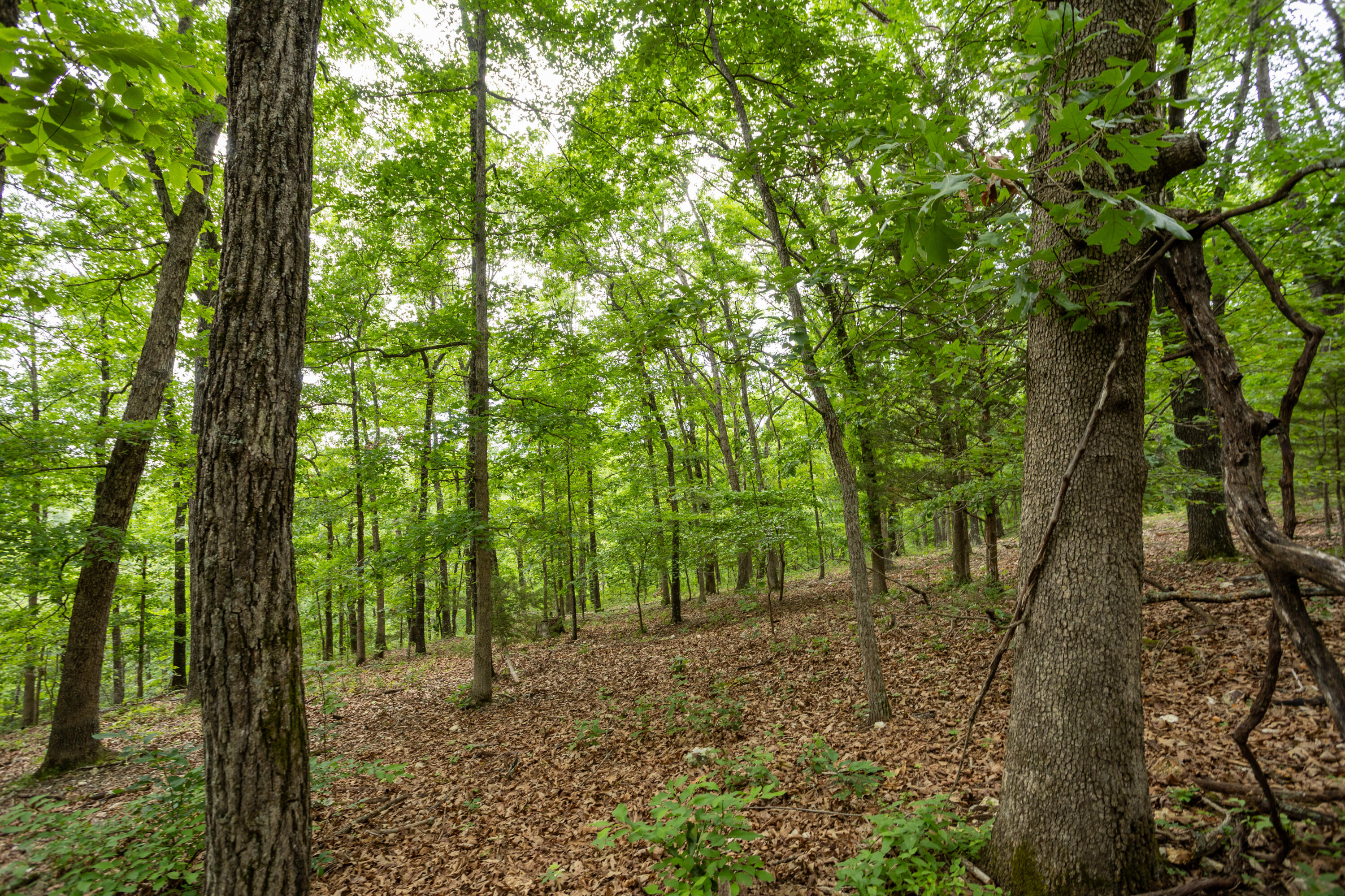 Photo 38 - Land for sale – 000  Misty Springs Rd Lot 16   Galena, MO