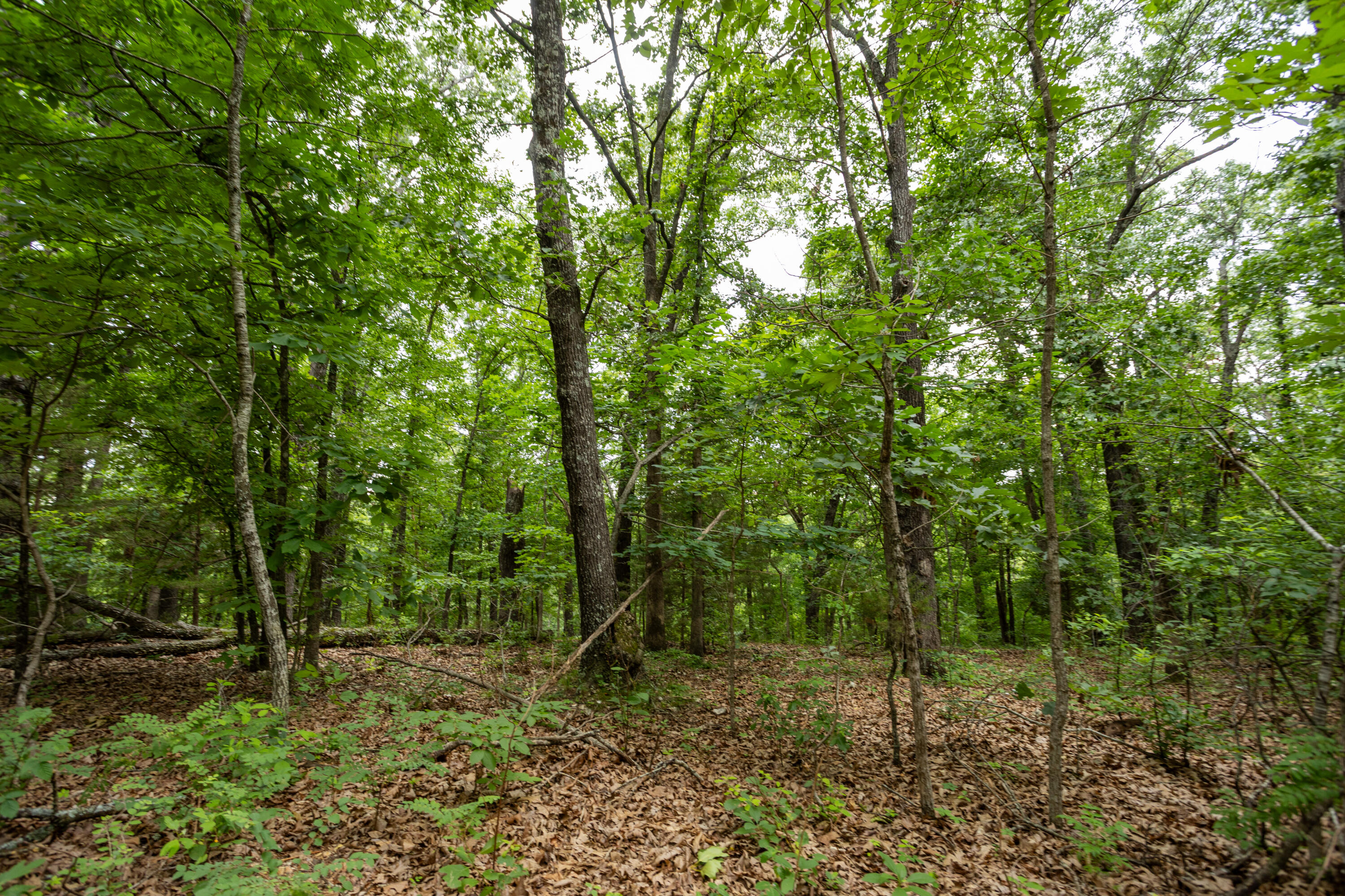 Photo 31 - Land for sale – 000  Misty Springs Rd Lot 16   Galena, MO