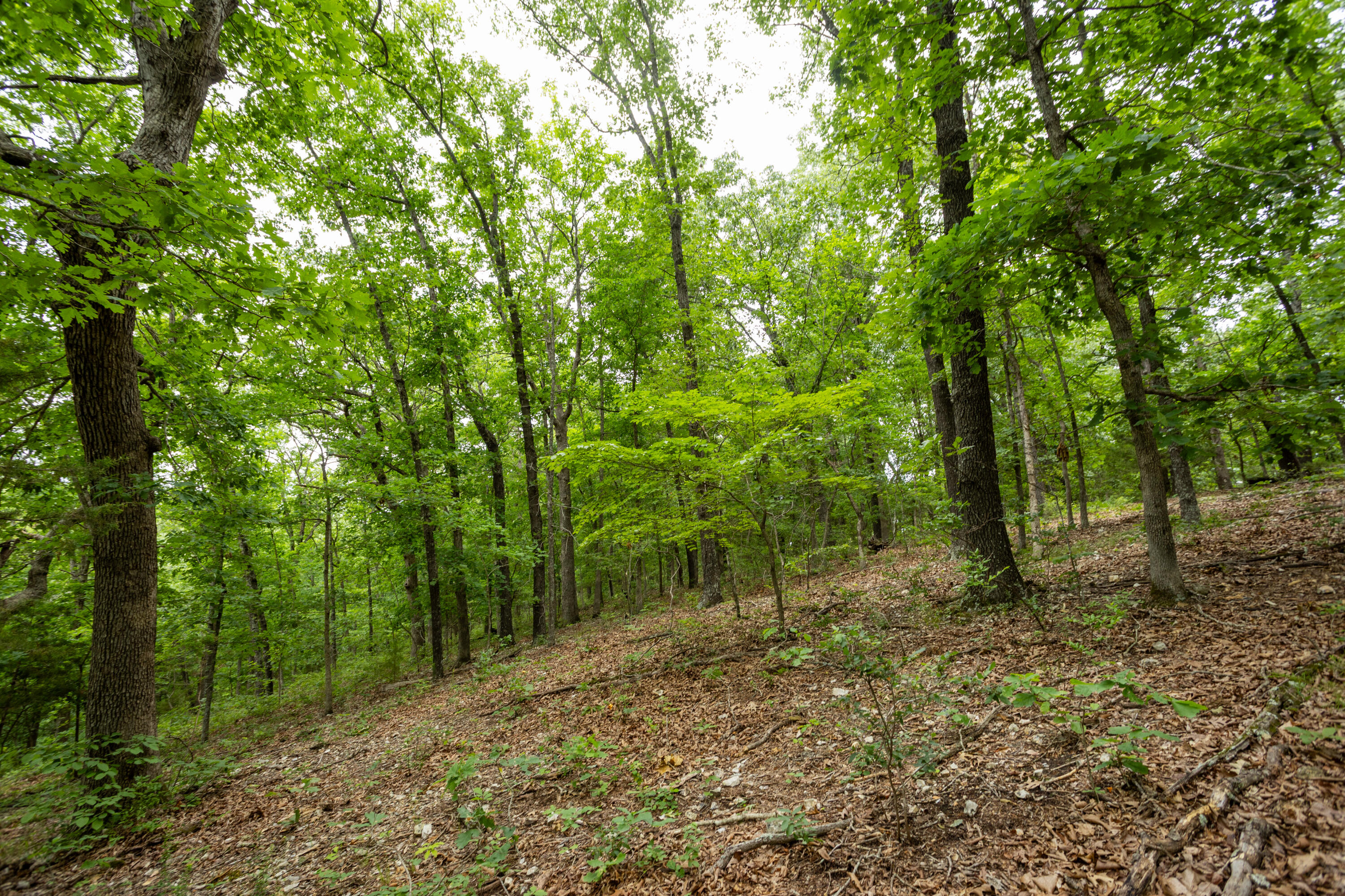 Photo 34 - Land for sale – 000  Misty Springs Rd Lot 16   Galena, MO
