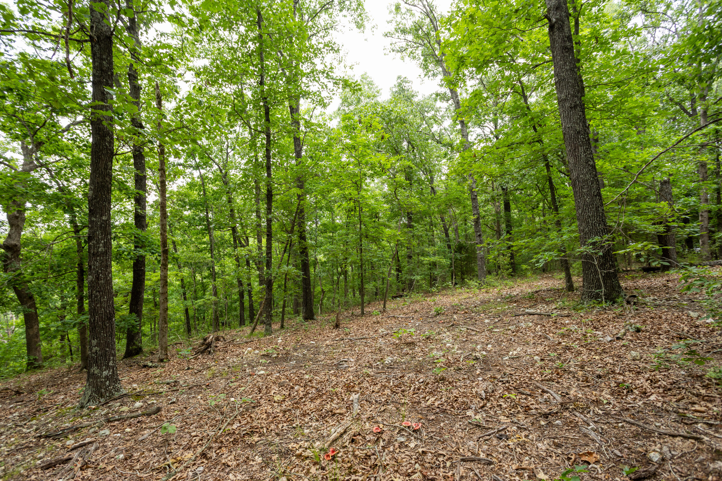 Photo 32 - Land for sale – 000  Misty Springs Rd Lot 16   Galena, MO