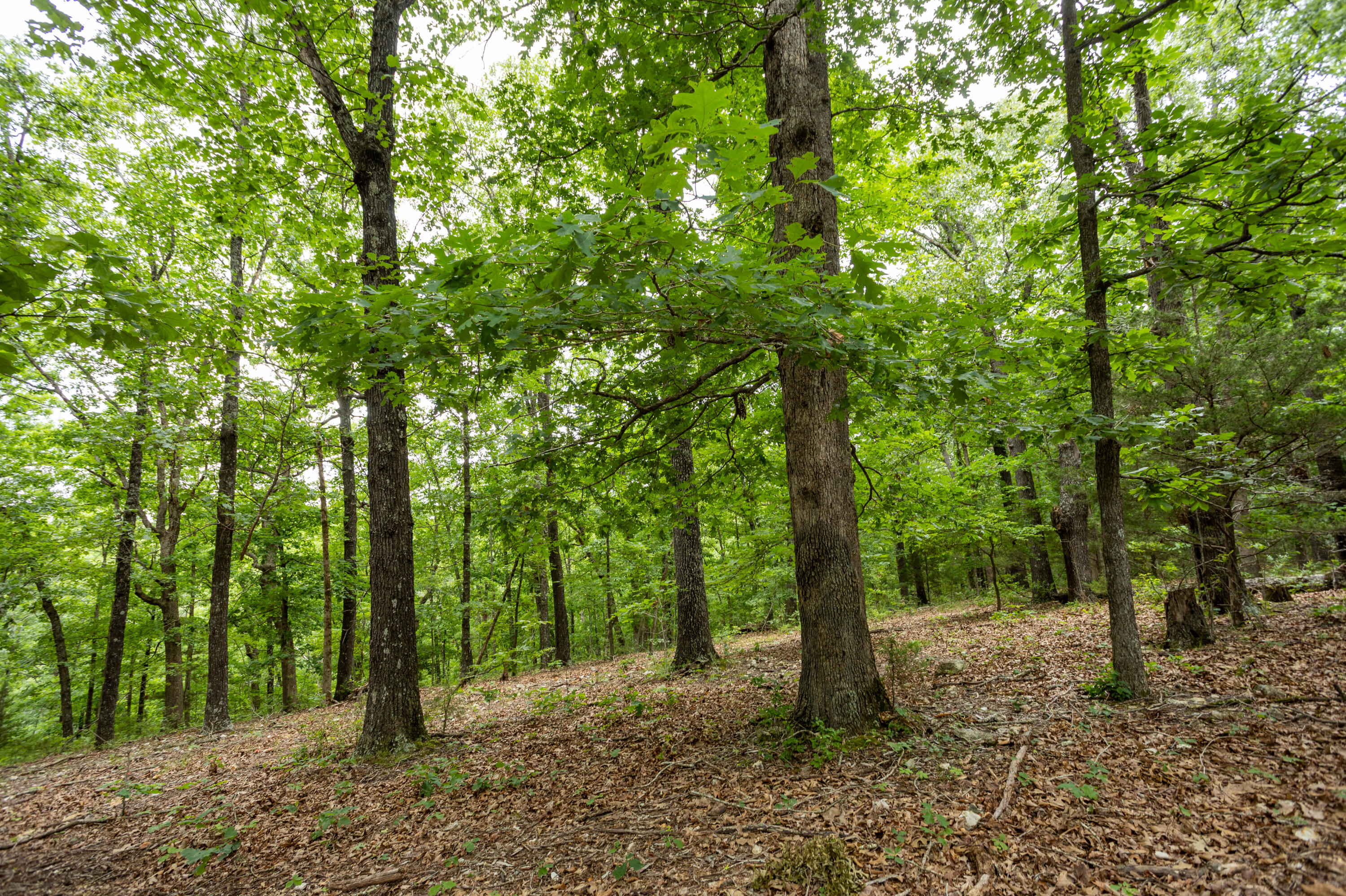 Photo 7 - Land for sale – 000  Misty Springs Rd Lot 16   Galena, MO