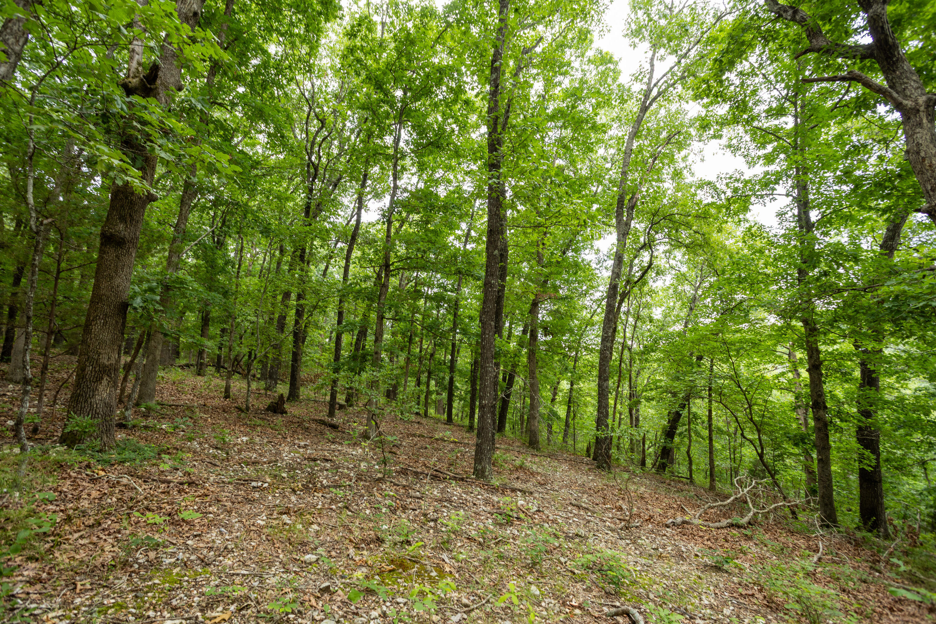 Photo 33 - Land for sale – 000  Misty Springs Rd Lot 16   Galena, MO
