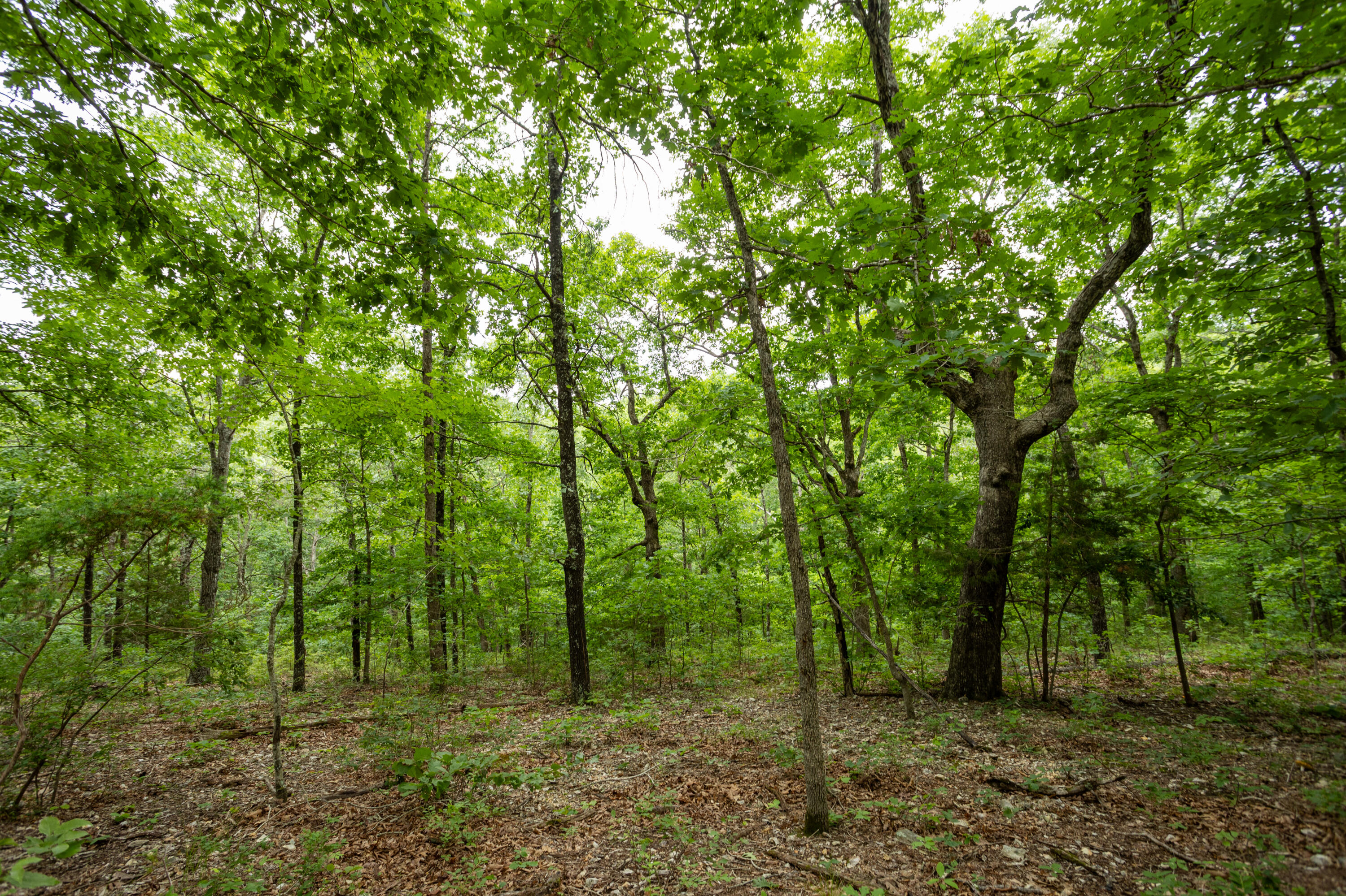 Photo 35 - Land for sale – 000  Misty Springs Rd Lot 16   Galena, MO