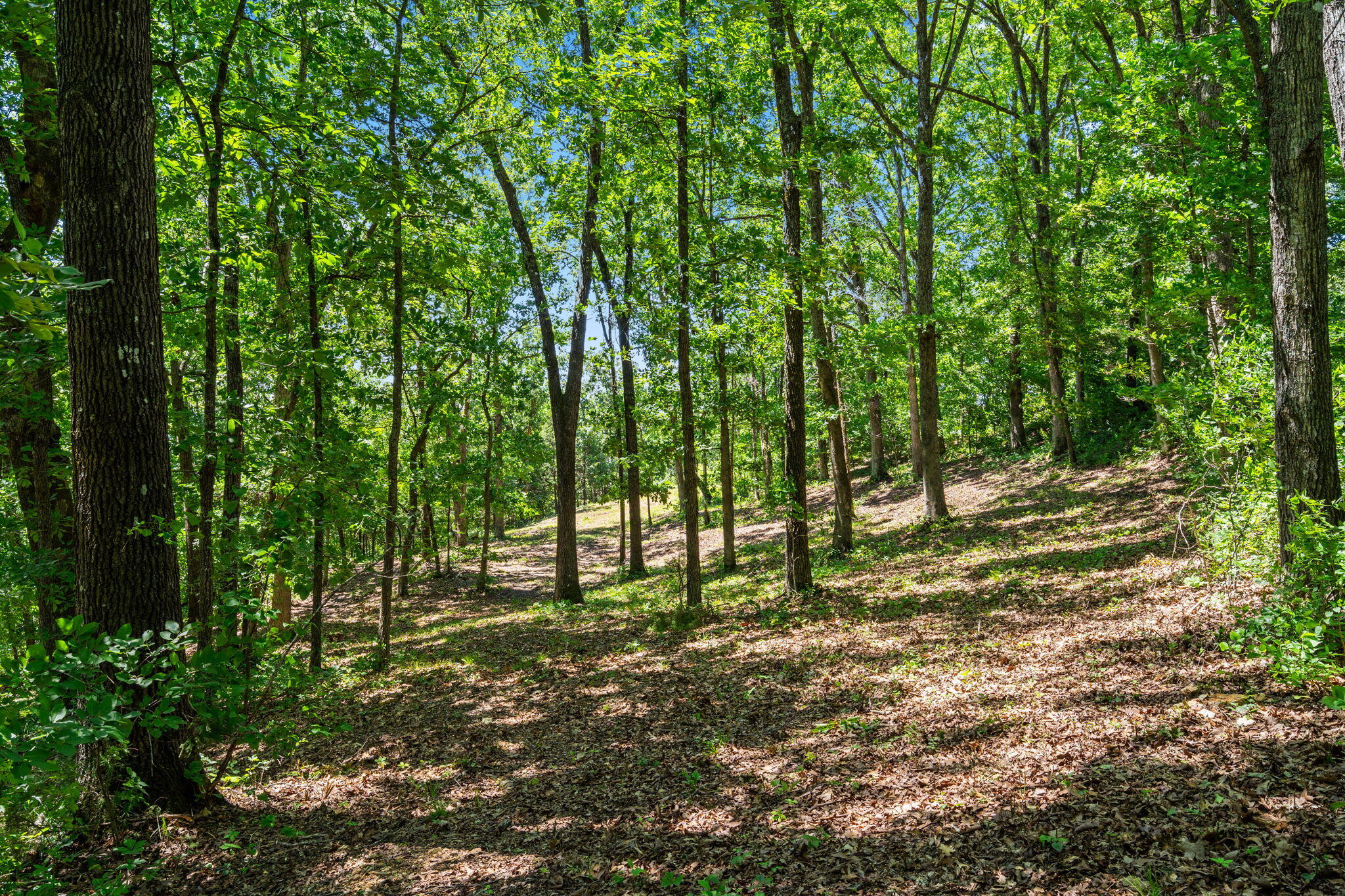 Photo 9 - Land for sale – Tbd  Deer Mountain Road  Walnut Shade, MO