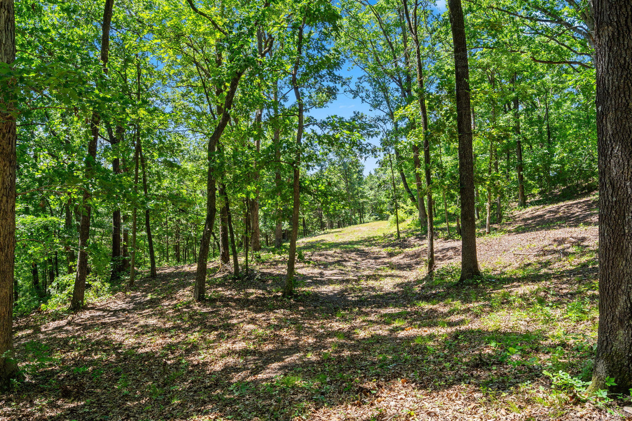 Photo 4 - Land for sale – Tbd  Deer Mountain Road  Walnut Shade, MO