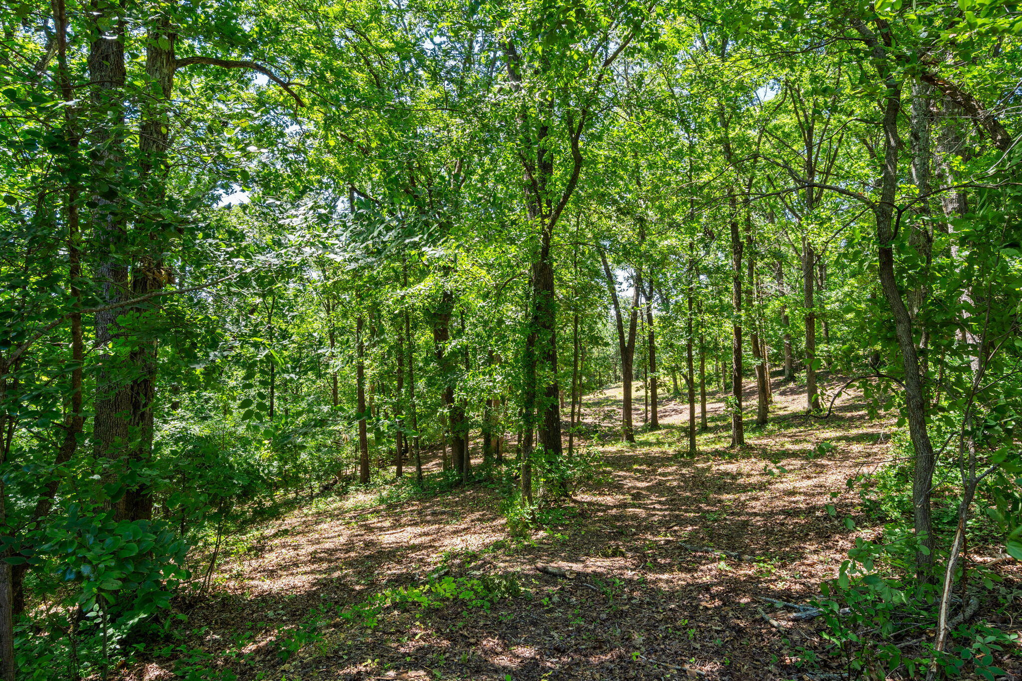 Photo 8 - Land for sale – Tbd  Deer Mountain Road  Walnut Shade, MO