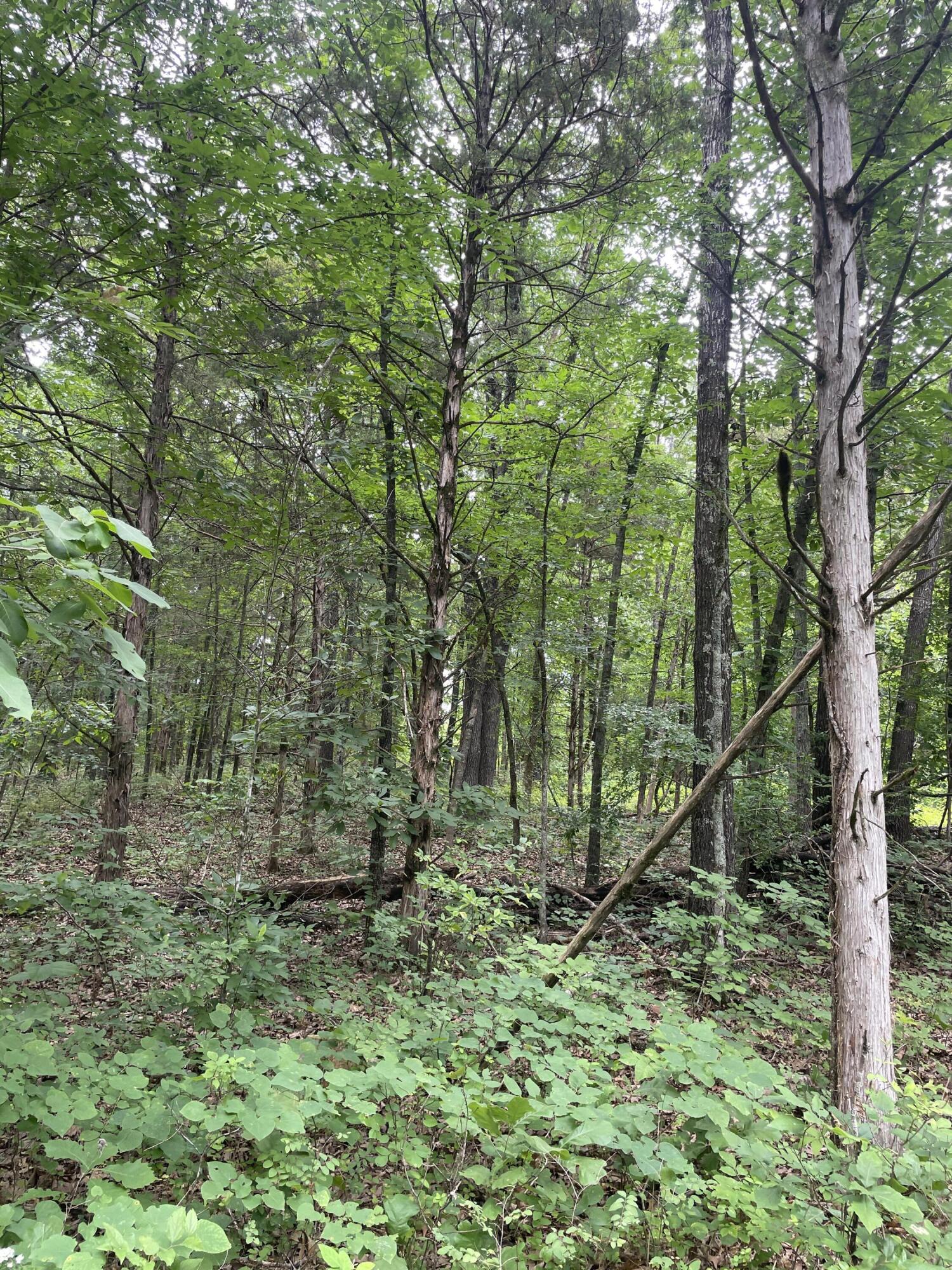 Photo 5 - Land for sale – 2980  County Road 855   Thornfield, MO