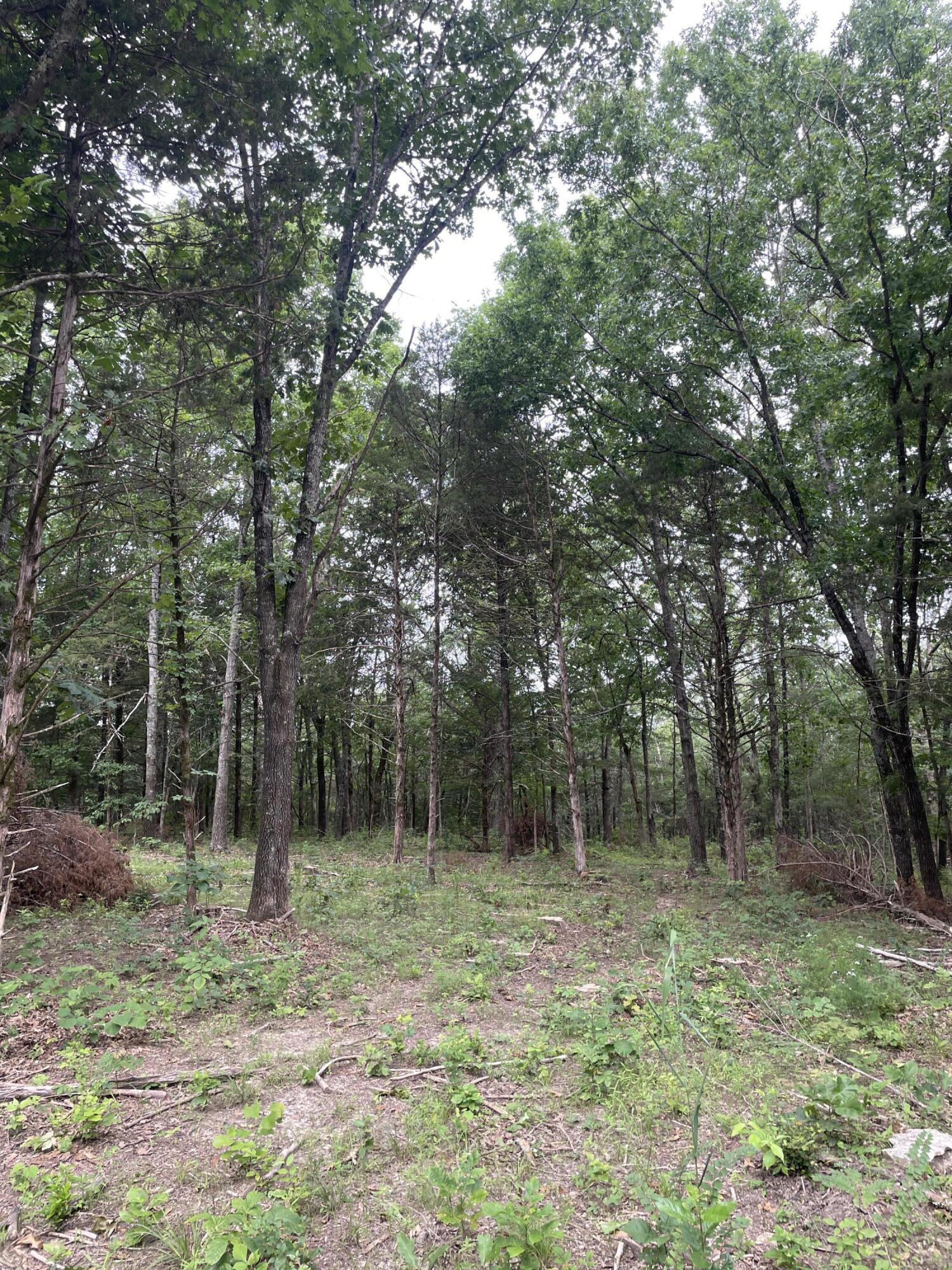 Photo 8 - Land for sale – 2980  County Road 855   Thornfield, MO