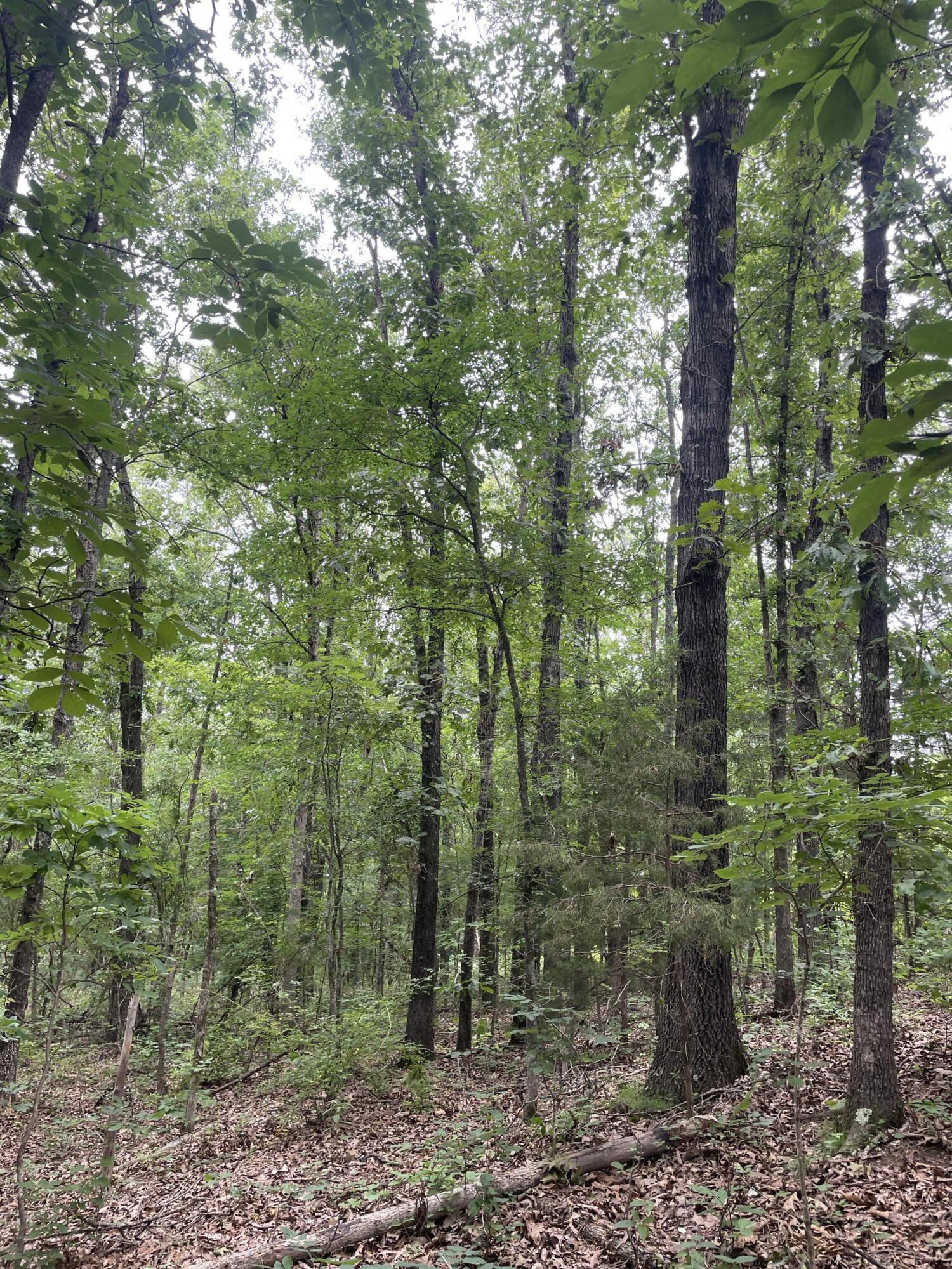 Photo 4 - Land for sale – 2980  County Road 855   Thornfield, MO