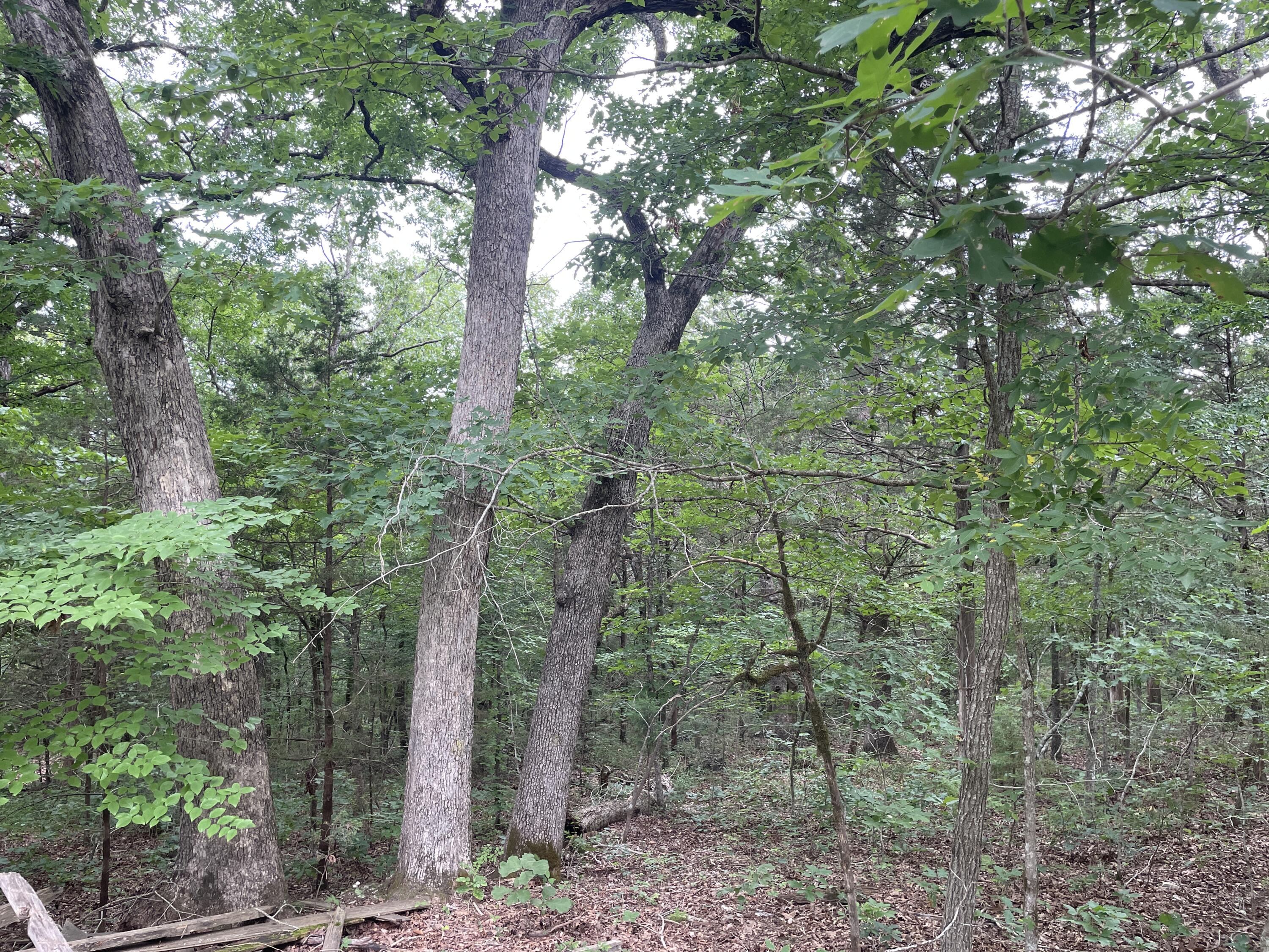 Photo 16 - Land for sale – 2980  County Road 855   Thornfield, MO