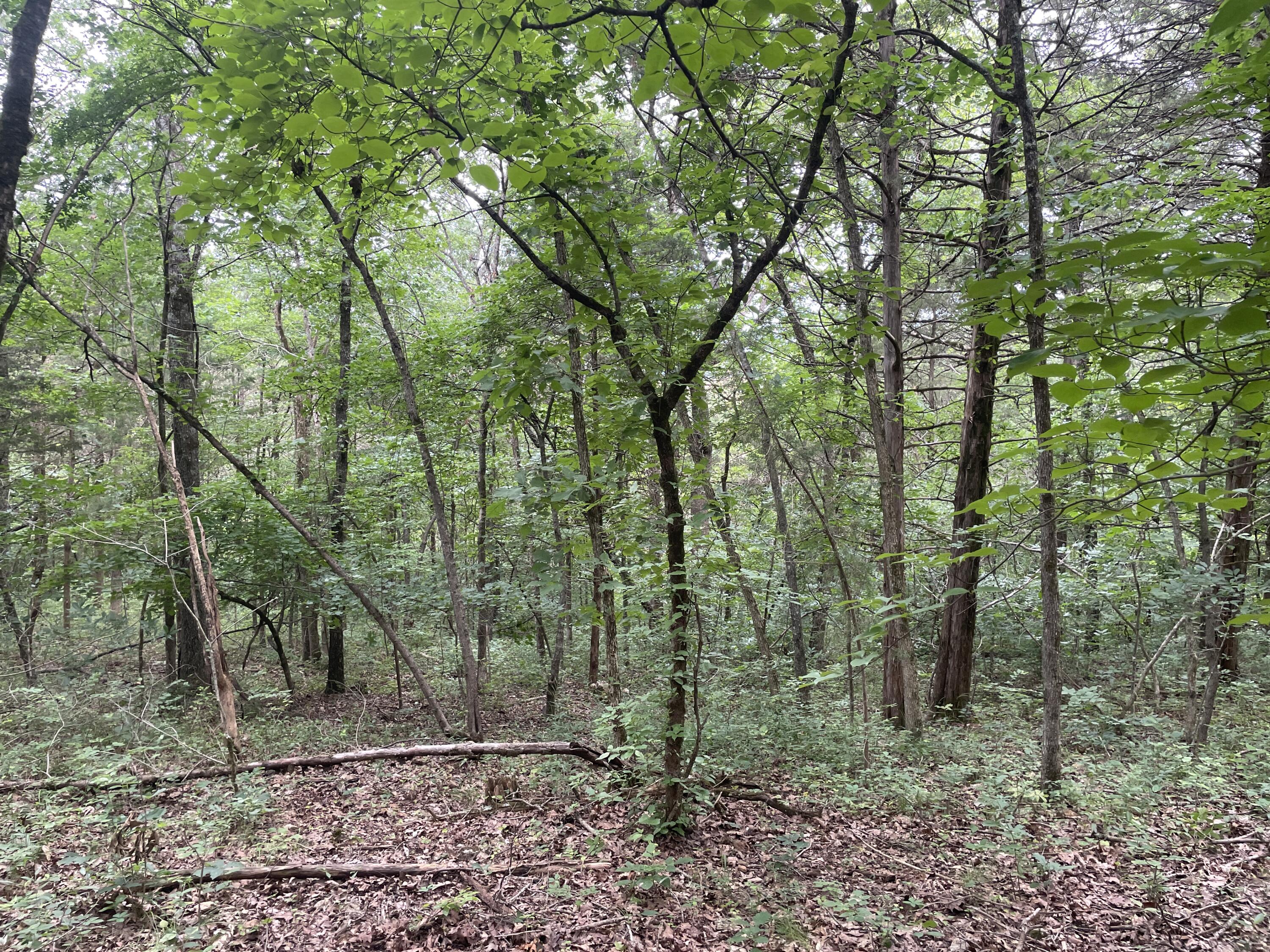 Photo 3 - Land for sale – 2980  County Road 855   Thornfield, MO