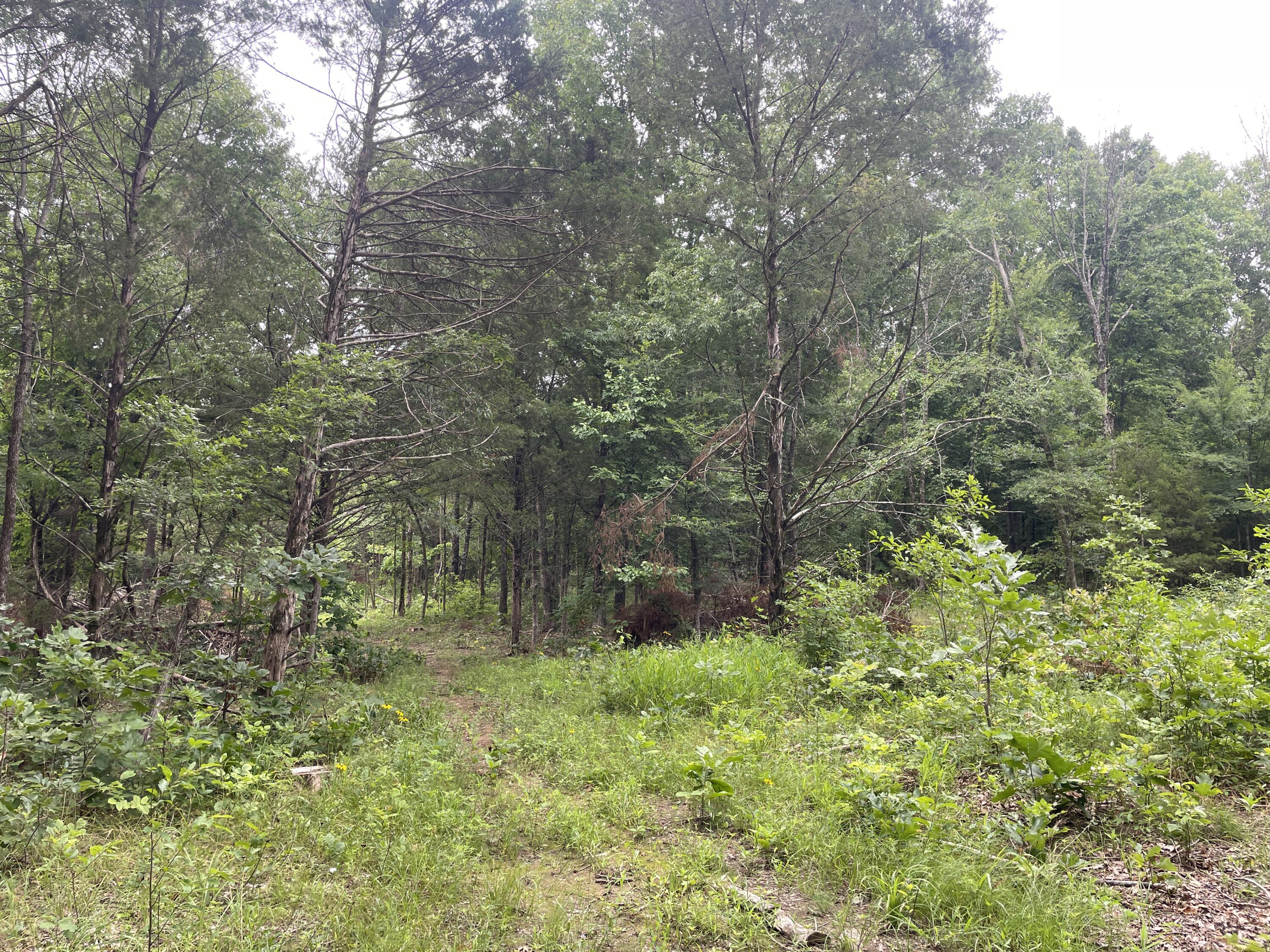 Photo 7 - Land for sale – 2980  County Road 855   Thornfield, MO