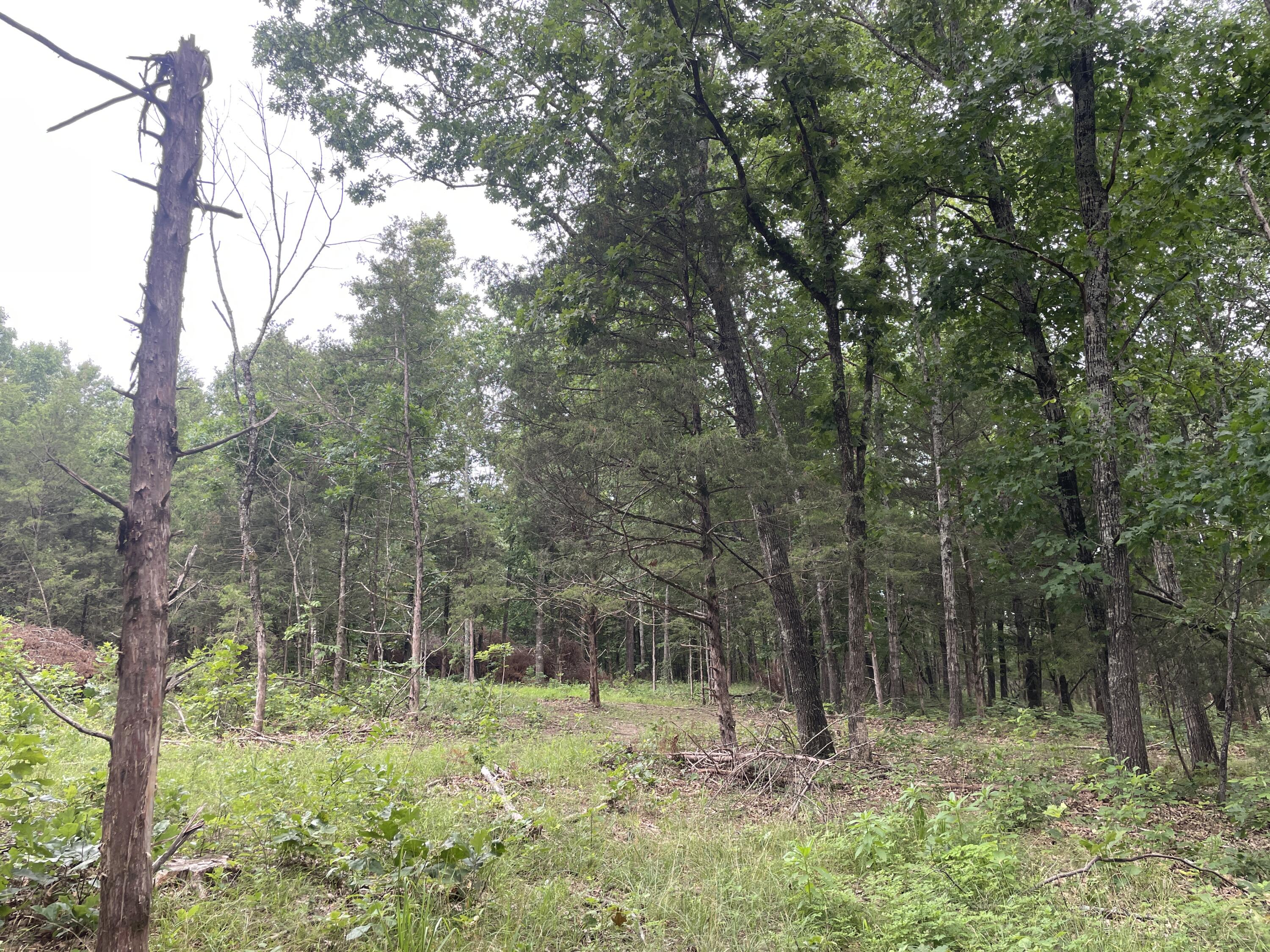 Photo 6 - Land for sale – 2980  County Road 855   Thornfield, MO