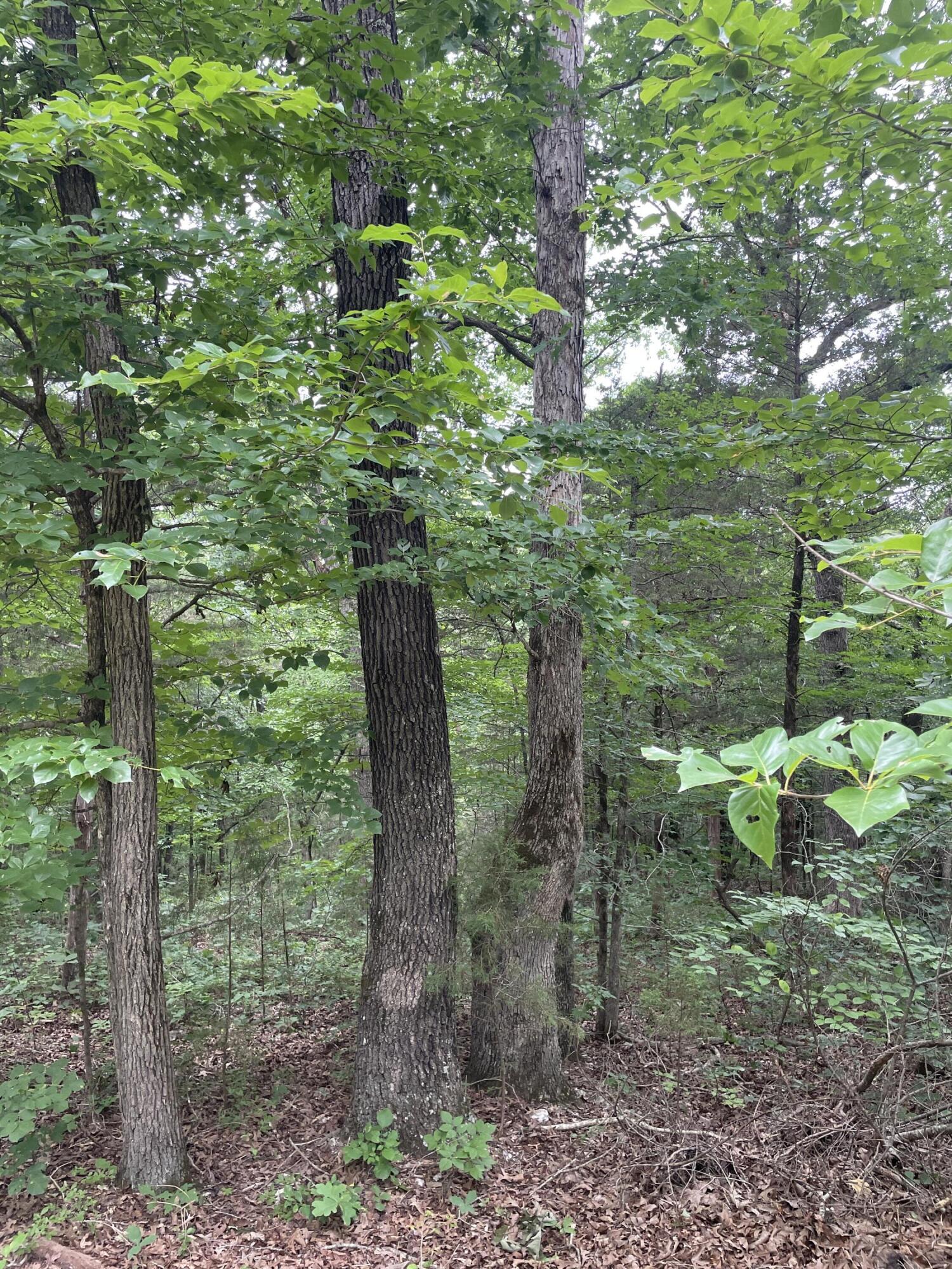 Photo 2 - Land for sale – 2980  County Road 855   Thornfield, MO