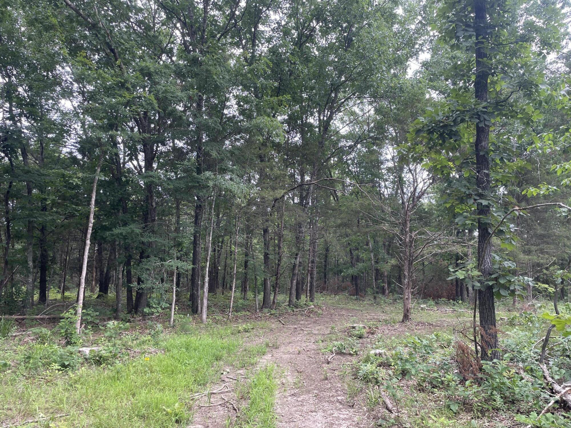 Photo 9 - Land for sale – 2980  County Road 855   Thornfield, MO