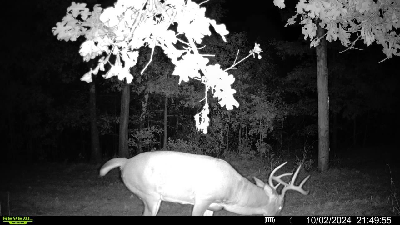 Photo 27 - Land for sale – 000  County Road Ff-459   Birch Tree, MO